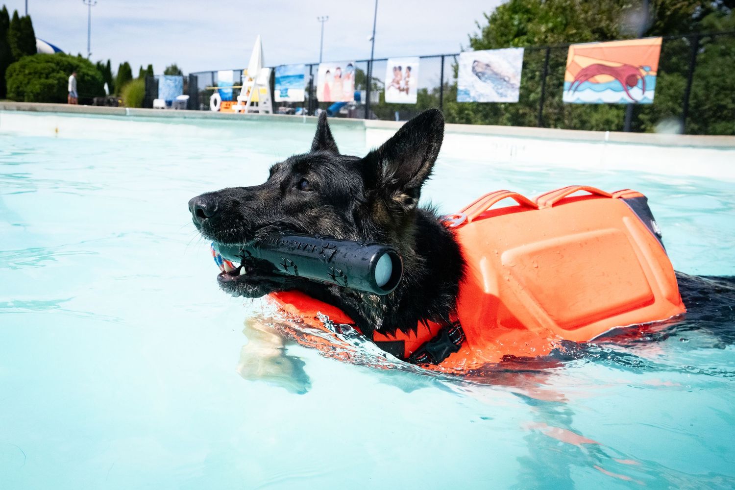 A black German Shepherd in an orange life vest swimming and carrying a toy in a pool.