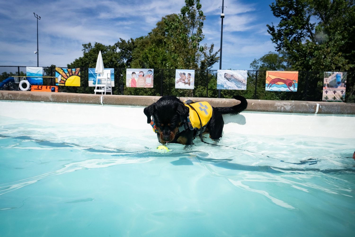 A black Labrador wearing a yellow life jacket swims in a outdoor pool during a dog swim event.