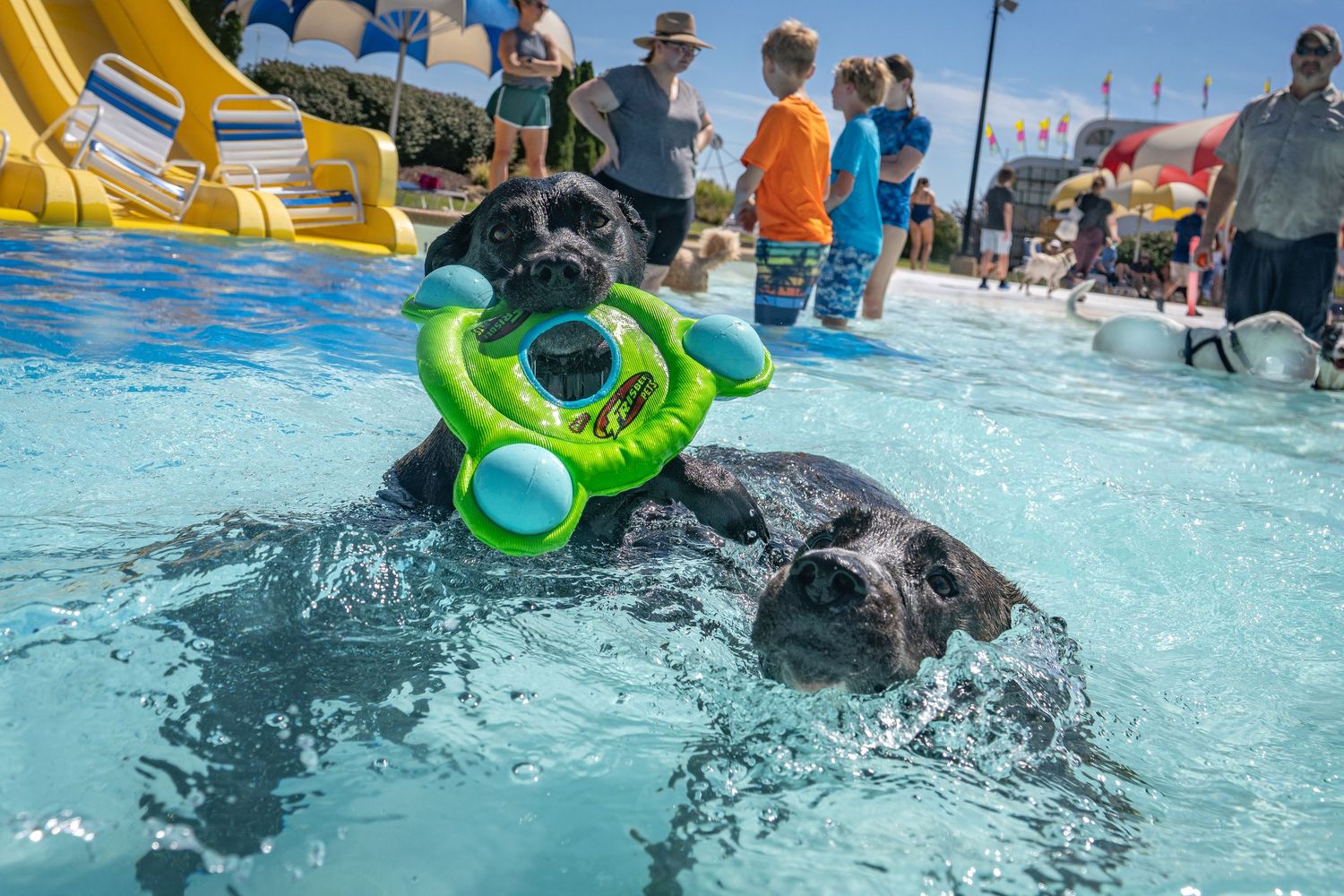 Black Labrador swimming in a pool carrying a green ring toy at a dog swim event.