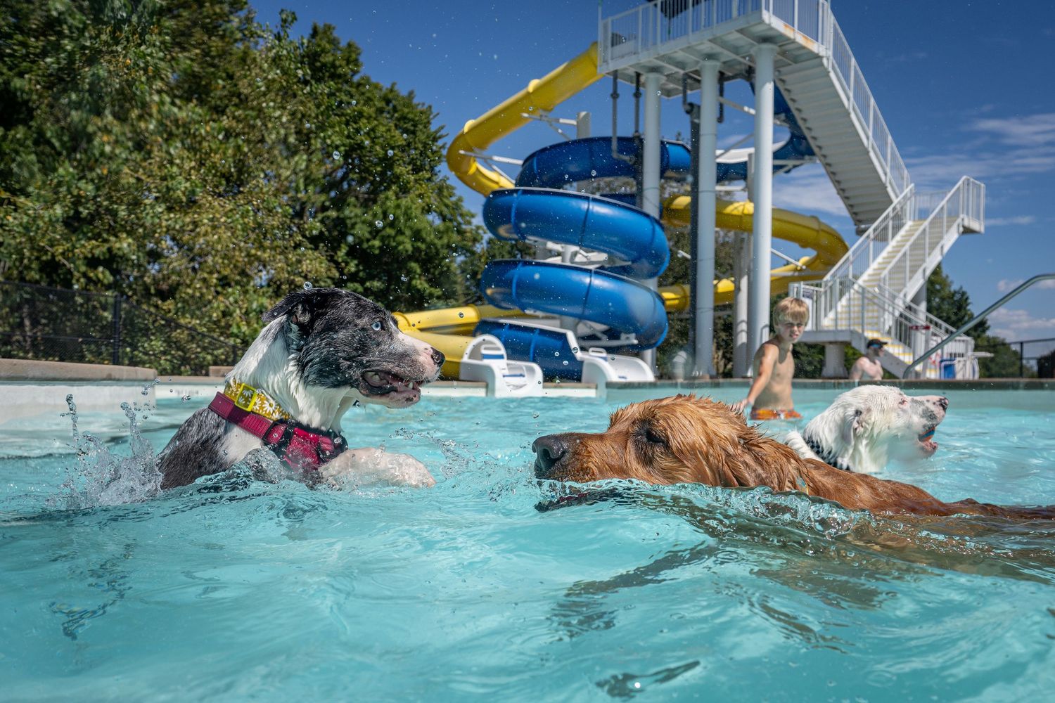 Two dogs swimming in an outdoor pool with yellow and blue water slides visible in the background.