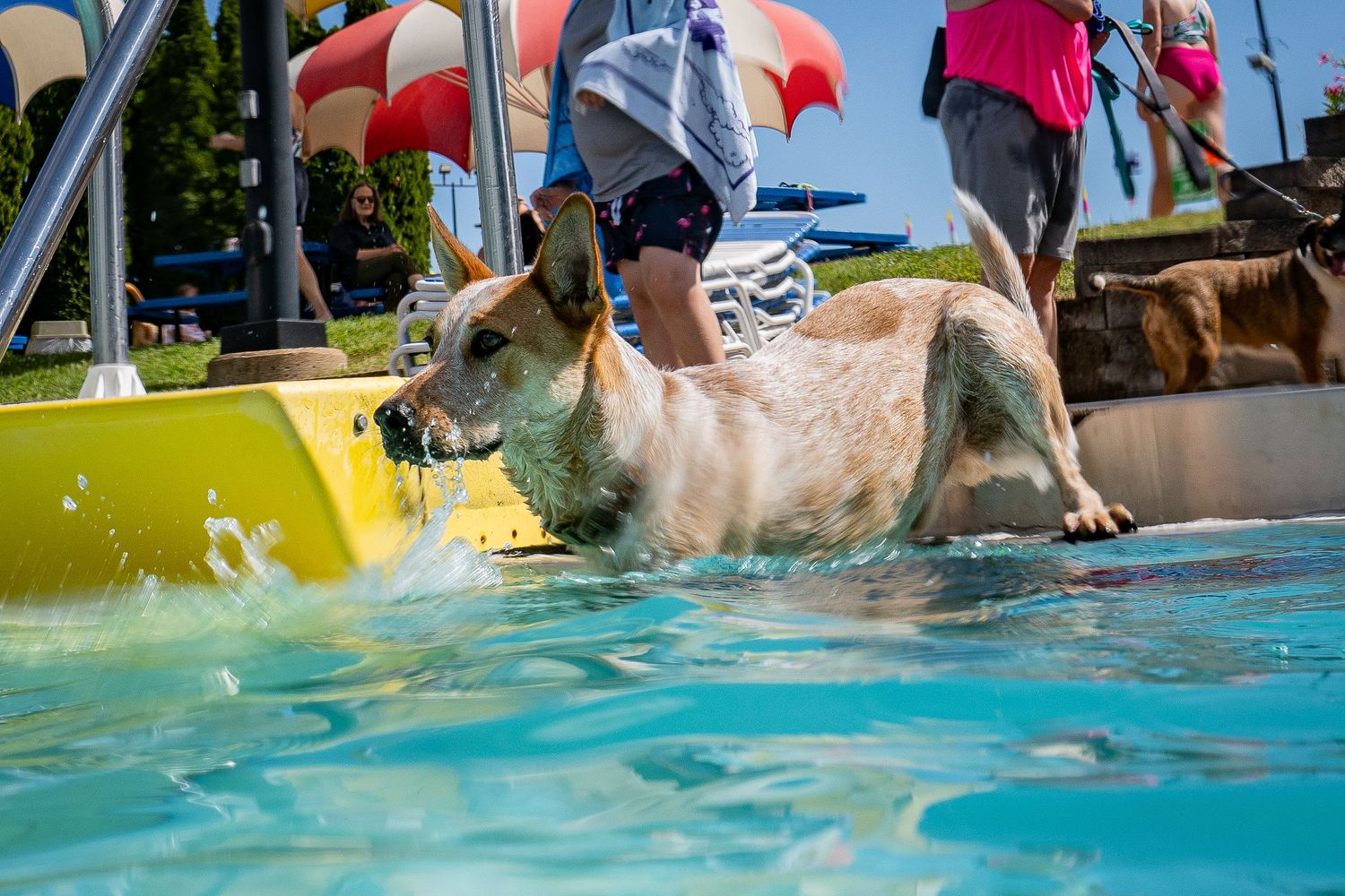 A tan dog walks along a yellow pool ramp into the water at an outdoor swimming facility.