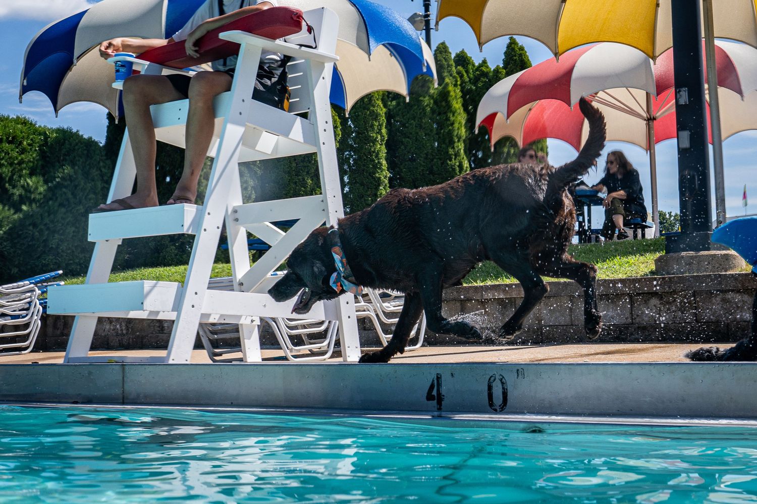 Black Labrador dog climbing out of a swimming pool near a lifeguard chair.