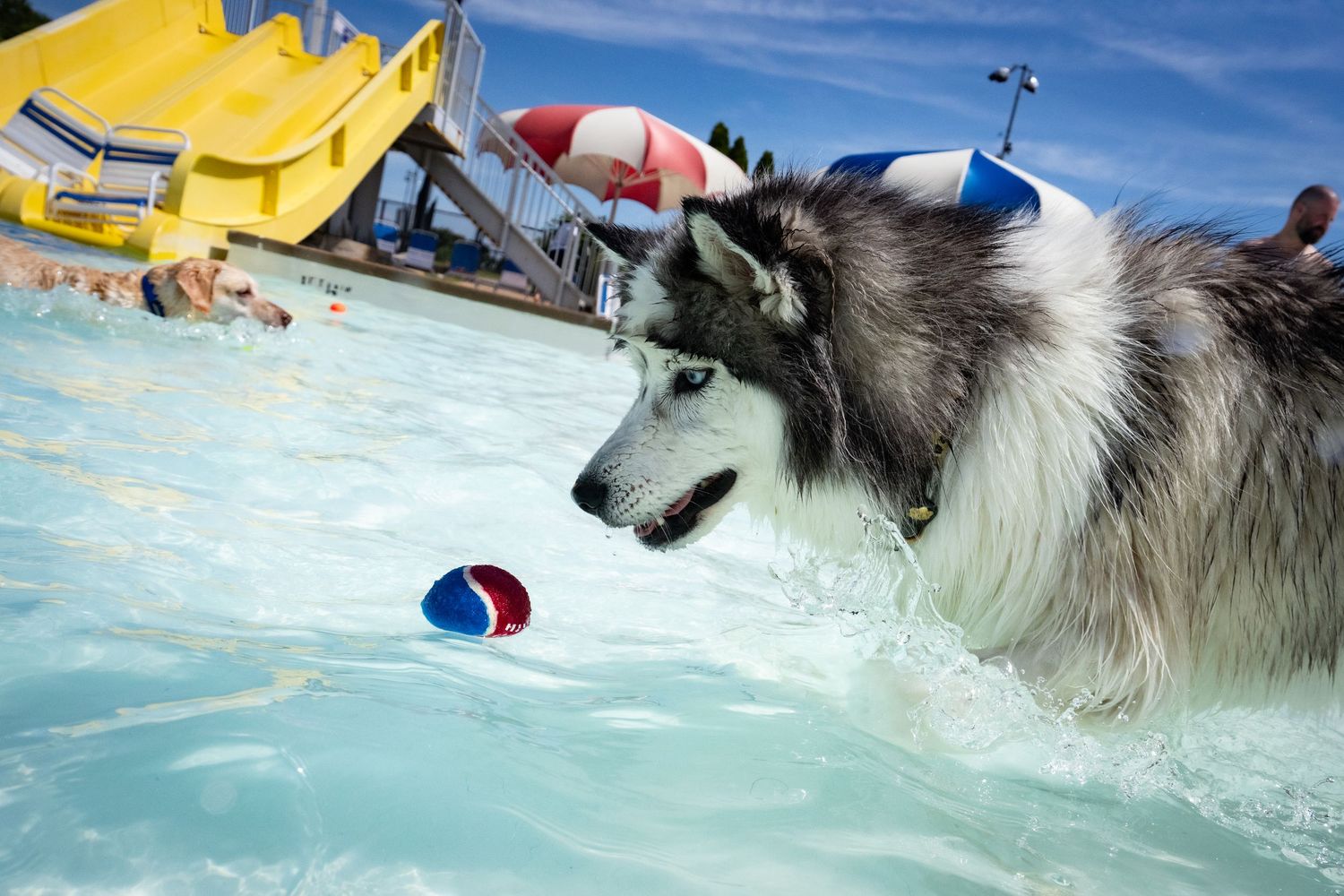 A Siberian Husky with a beach ball floats in a bright blue pool during an outdoor dog swim day.
