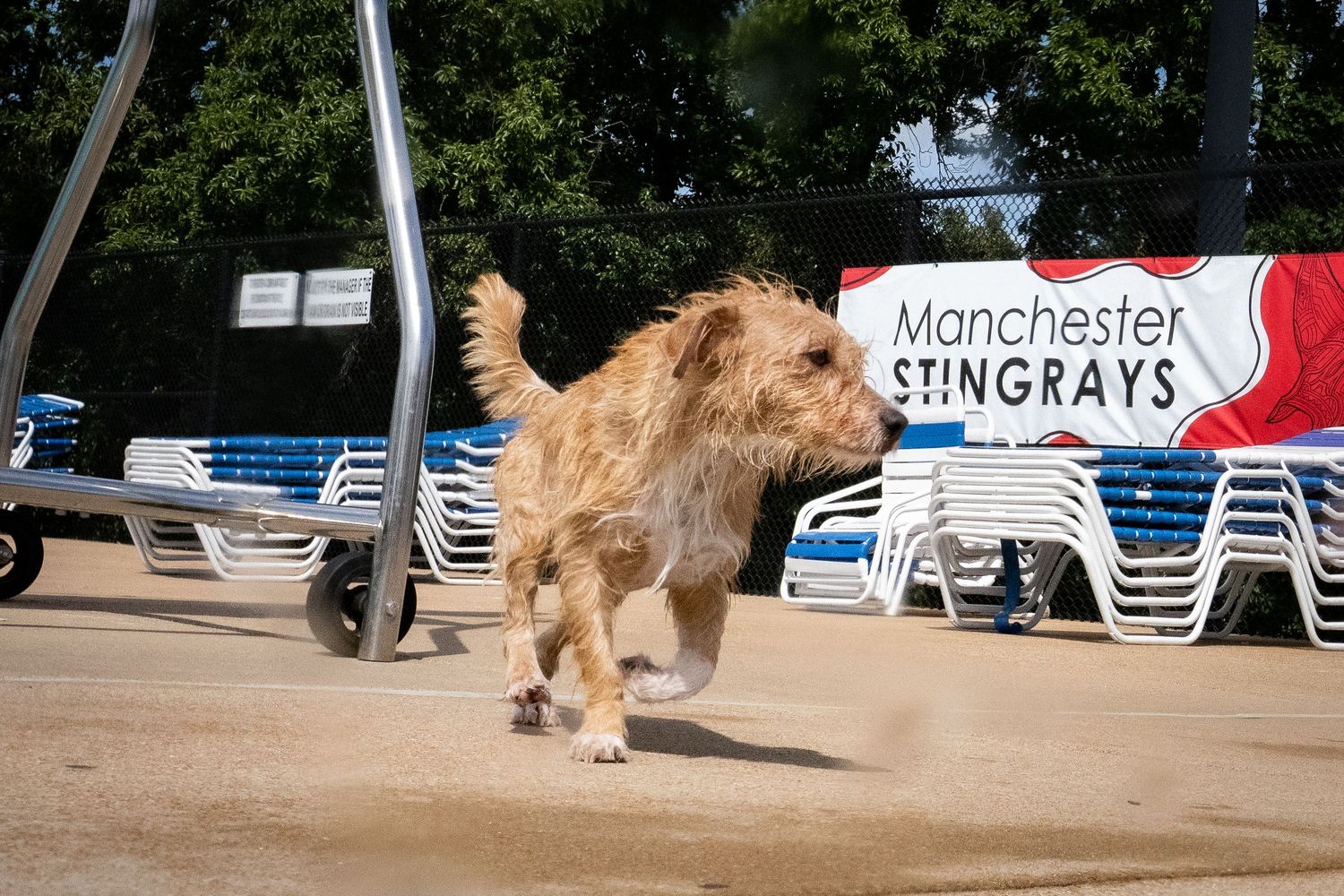 Fluffy golden dog running near lounge chairs by Manchester Stingrays banner at outdoor pool.