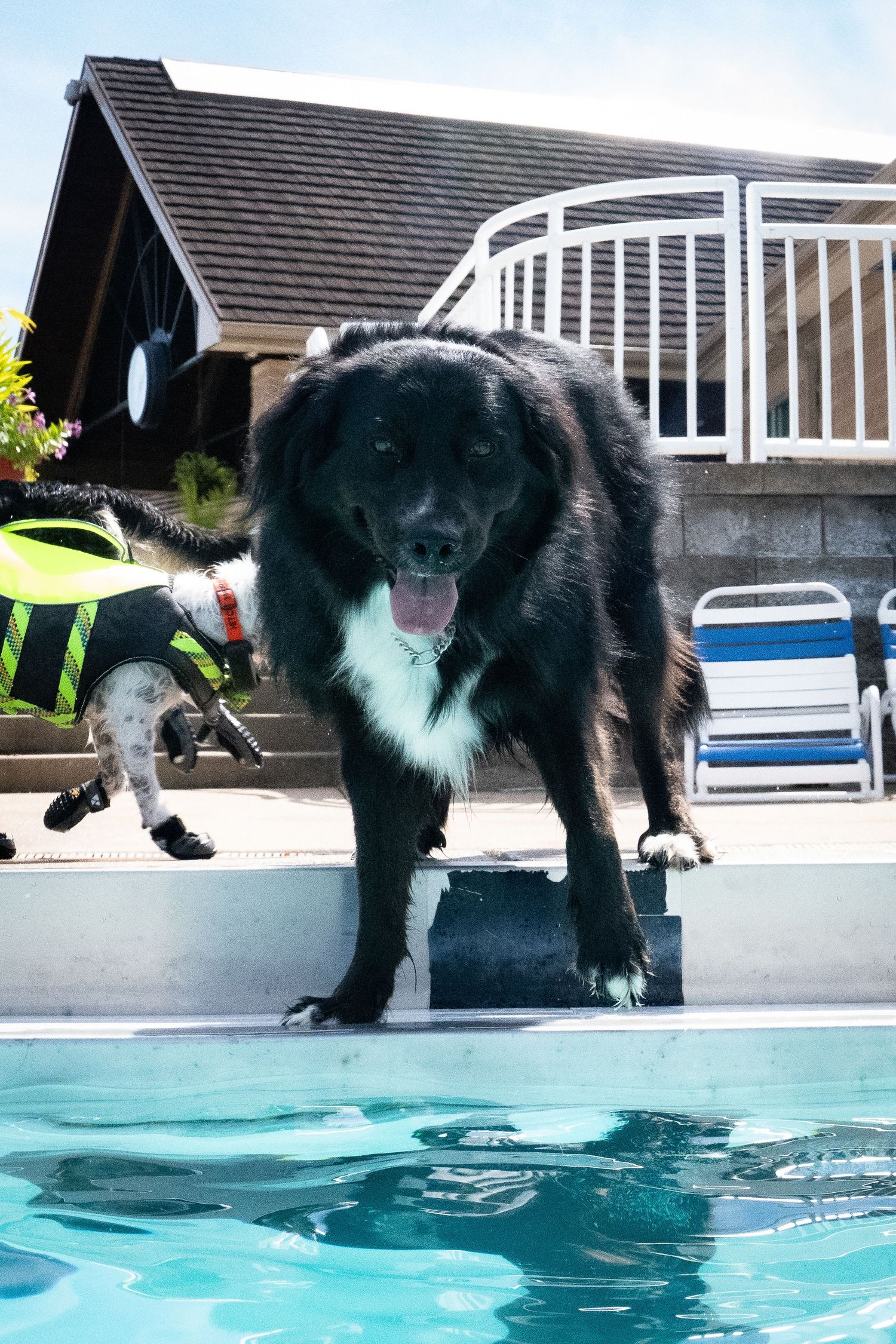 Large black dog standing at the edge of a backyard swimming pool wearing a life vest nearby.