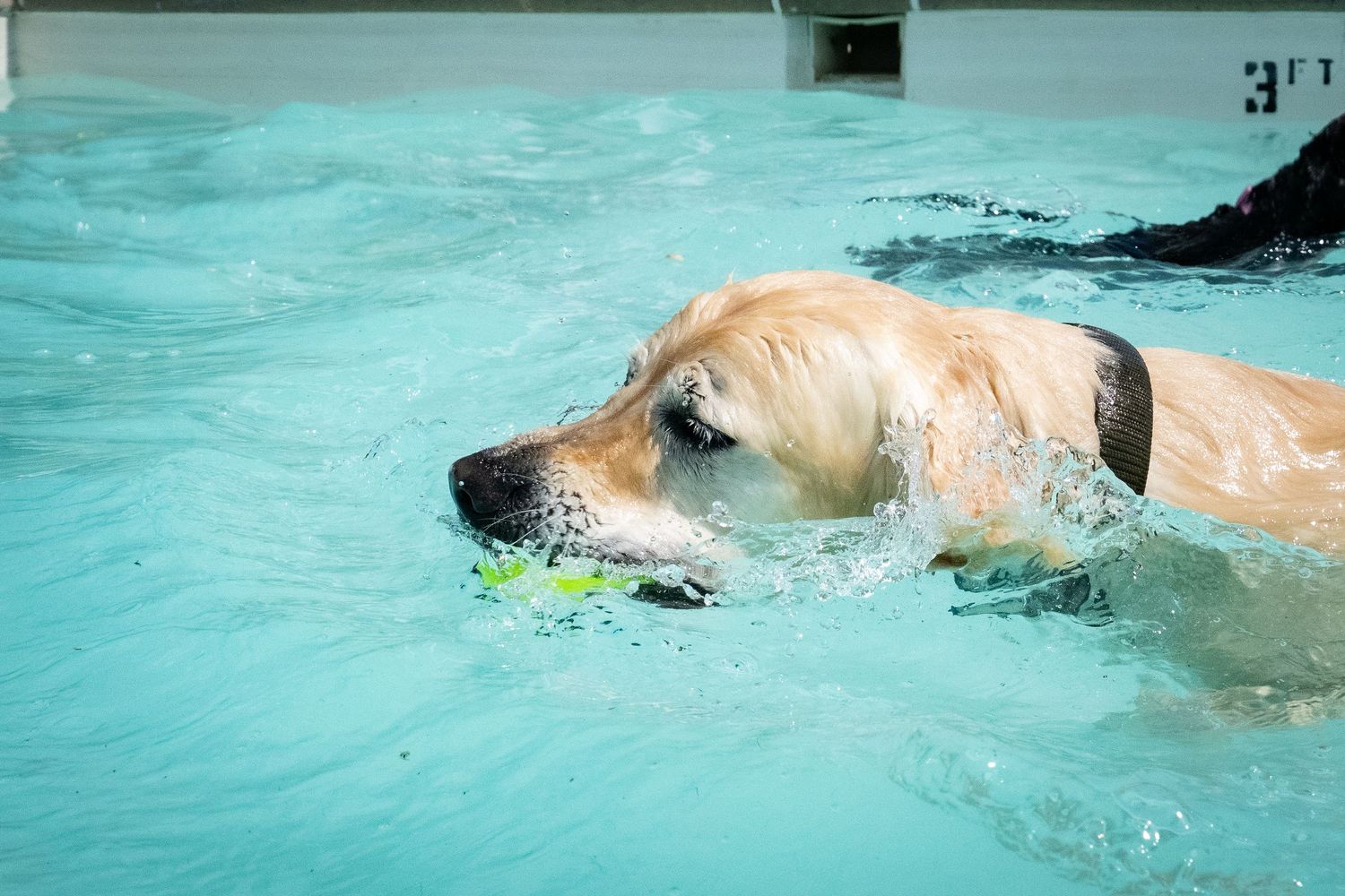 Golden Labrador Retriever swimming in a pool carrying a tennis ball in its mouth.