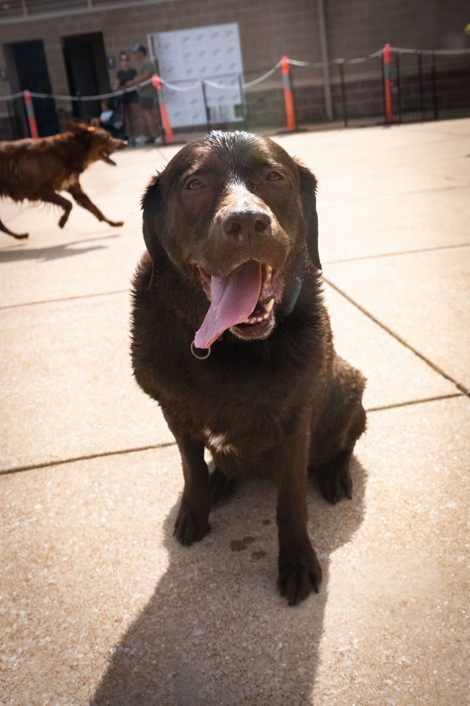 Chocolate Labrador Retriever sitting on pavement with mouth open, panting happily outdoors.