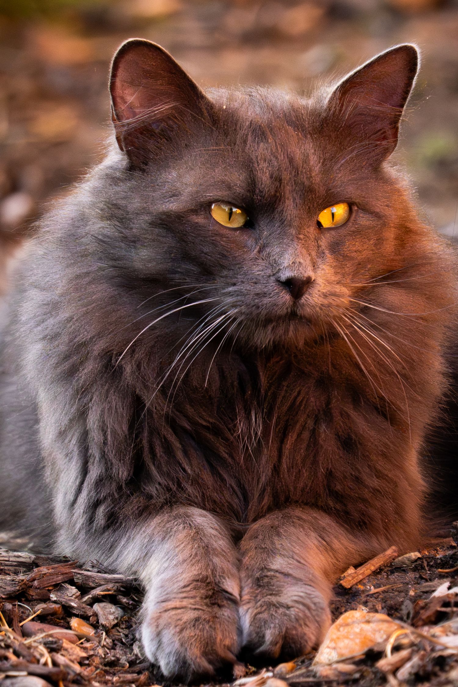 A long-haired gray cat with vivid amber eyes rests on autumn leaves in warm sunlight.