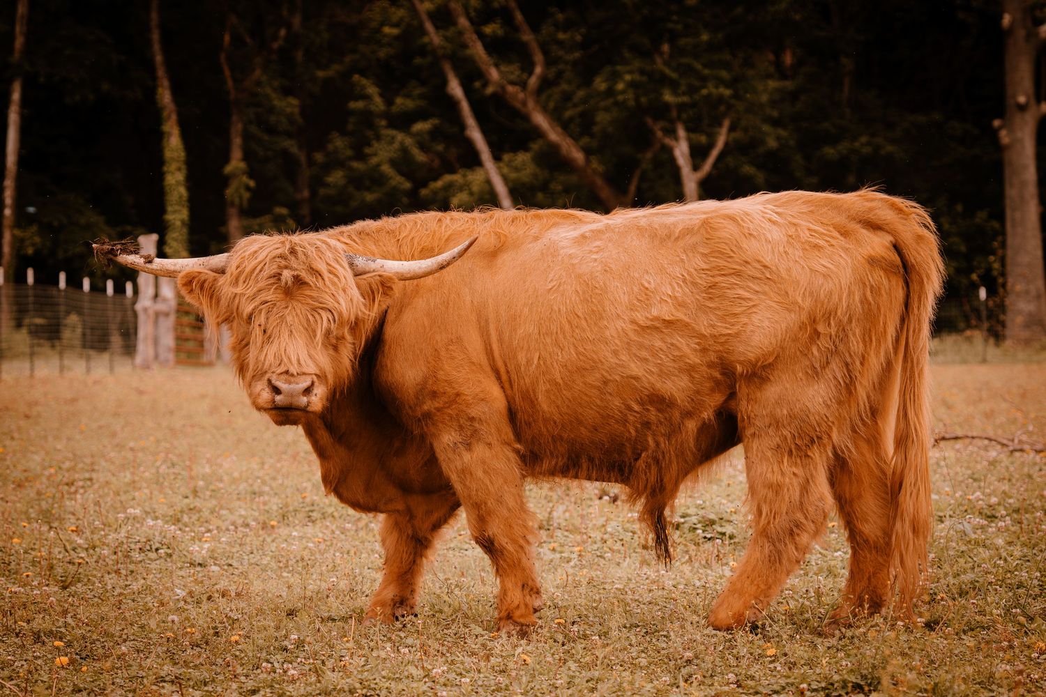 Shaggy Highland cow with long horns and fluffy orange-brown coat standing in a dry grass field.