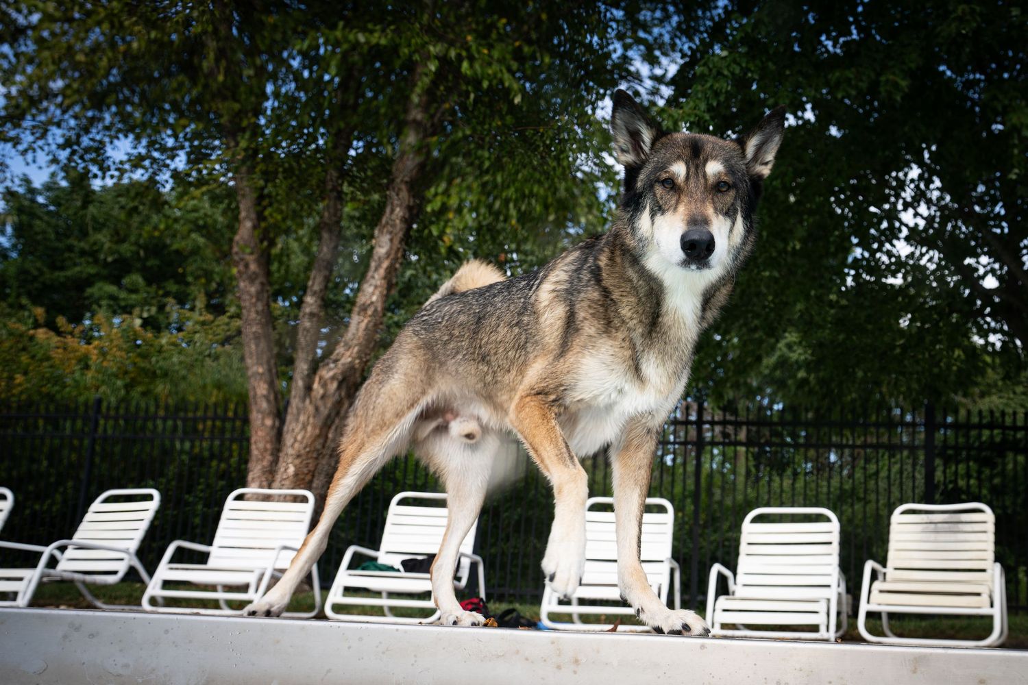 A wolf-like dog stands alert on a pool deck surrounded by white lounge chairs and lush green trees.