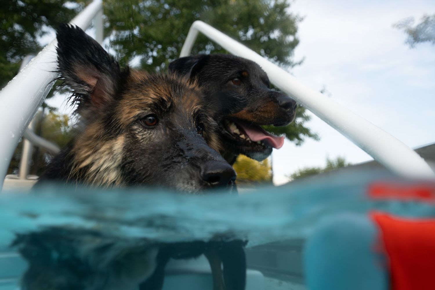 Two wet German Shepherds cooling off in a turquoise kiddie pool outdoors on a sunny day.