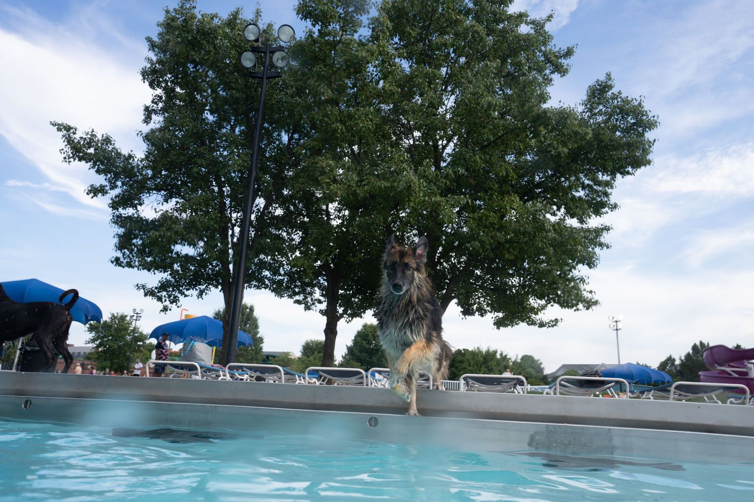 A German Shepherd dog leaping into a sparkling outdoor swimming pool on a sunny summer day.