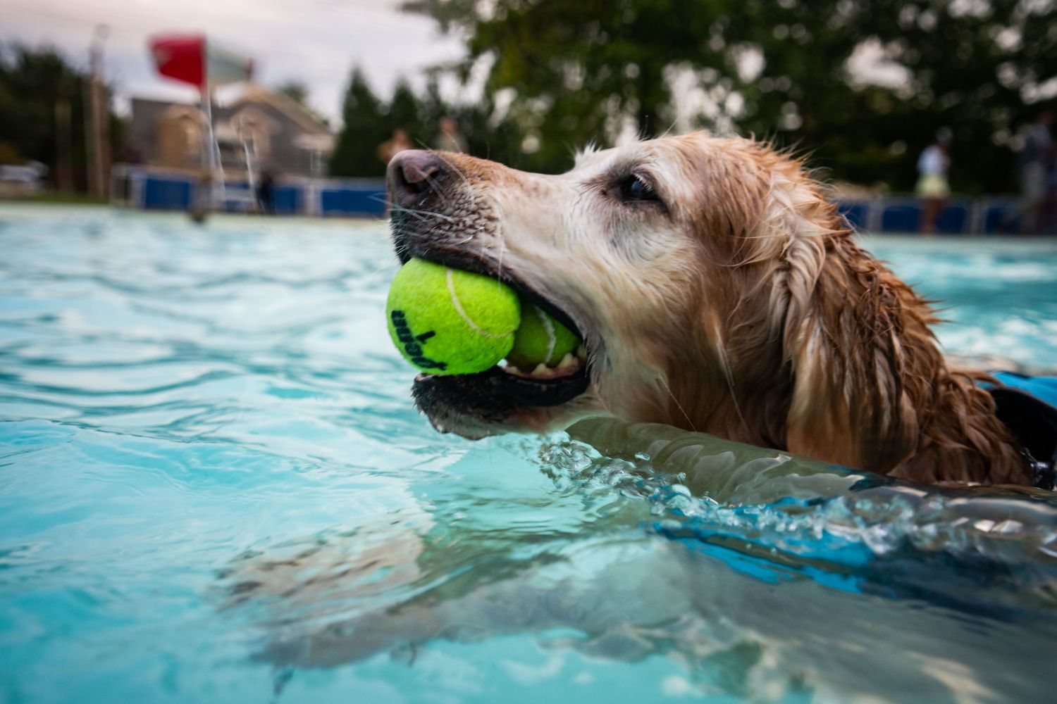 Golden retriever dog swimming in a pool with a tennis ball in its mouth.