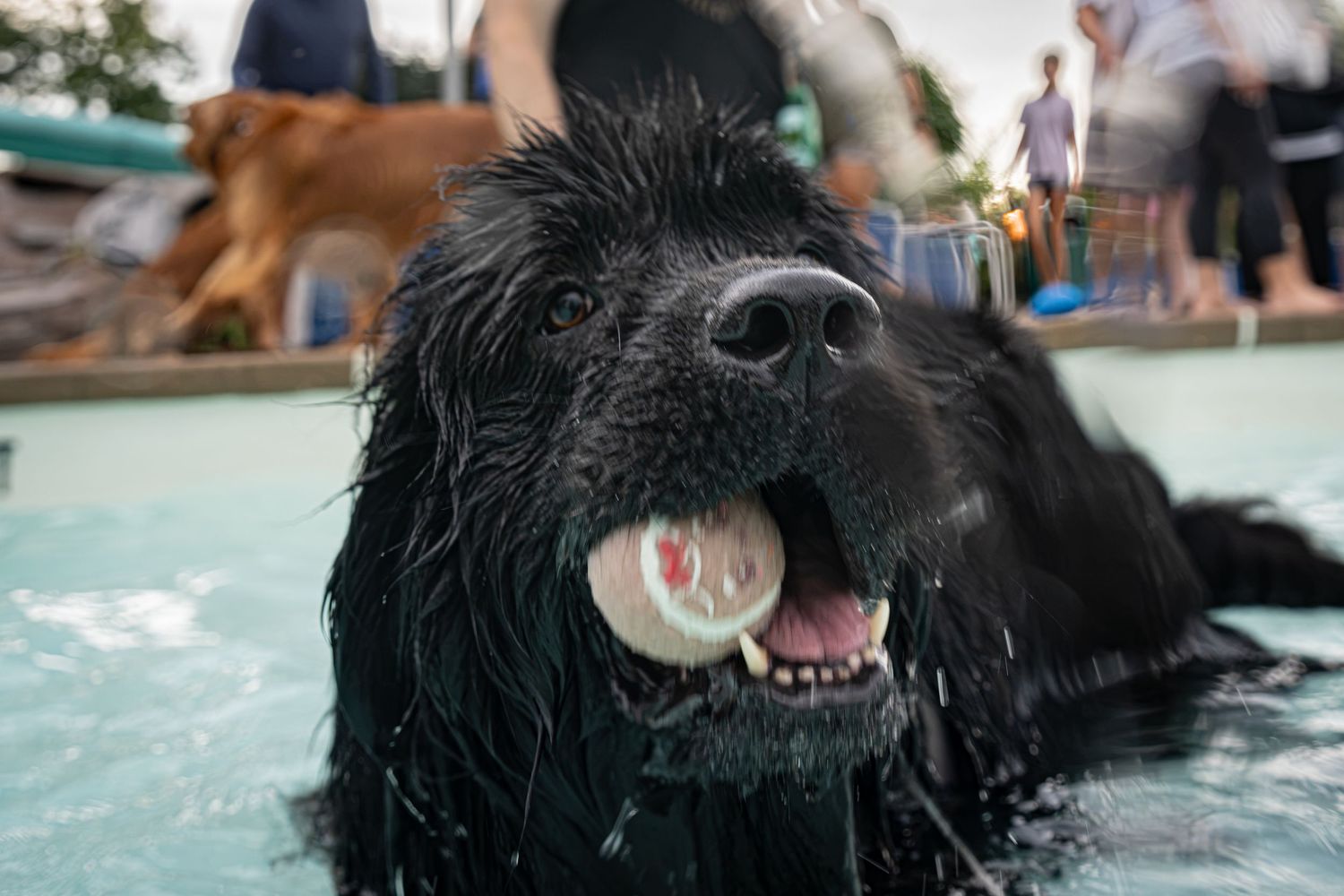 Wet black Newfoundland dog swimming in a pool with a tennis ball in its mouth.