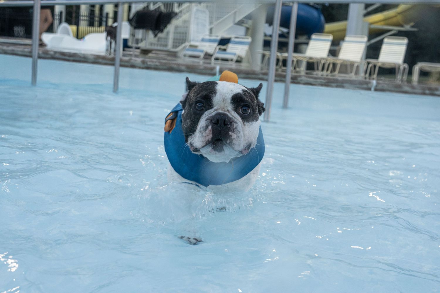 A bulldog wearing a blue life jacket swims energetically in a pool during a dog swim event.