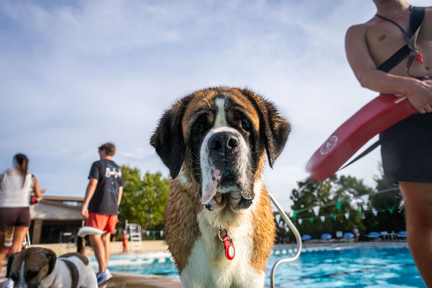 A large Saint Bernard dog stands near a swimming pool at an outdoor dog swim event on a sunny day.