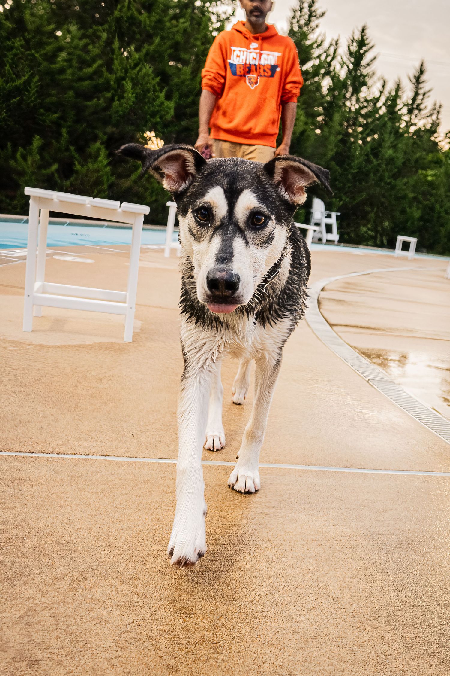 Wet dog walking near a pool with a person in an orange hoodie standing in the background.