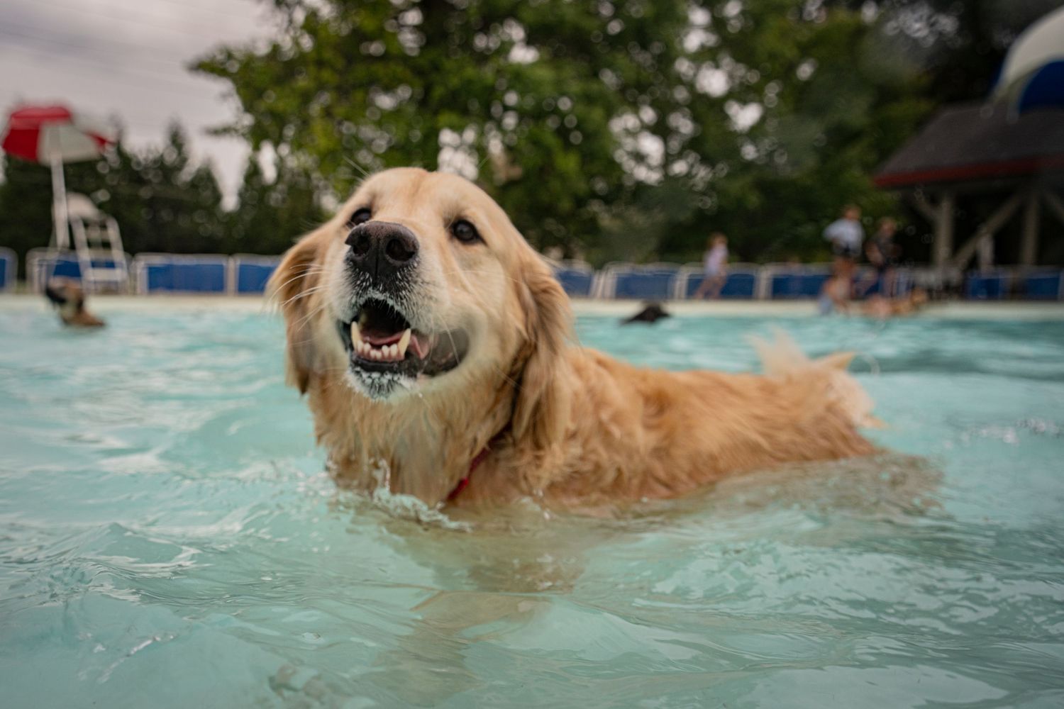 Golden retriever dog happily swimming in a outdoor pool on a cloudy day.