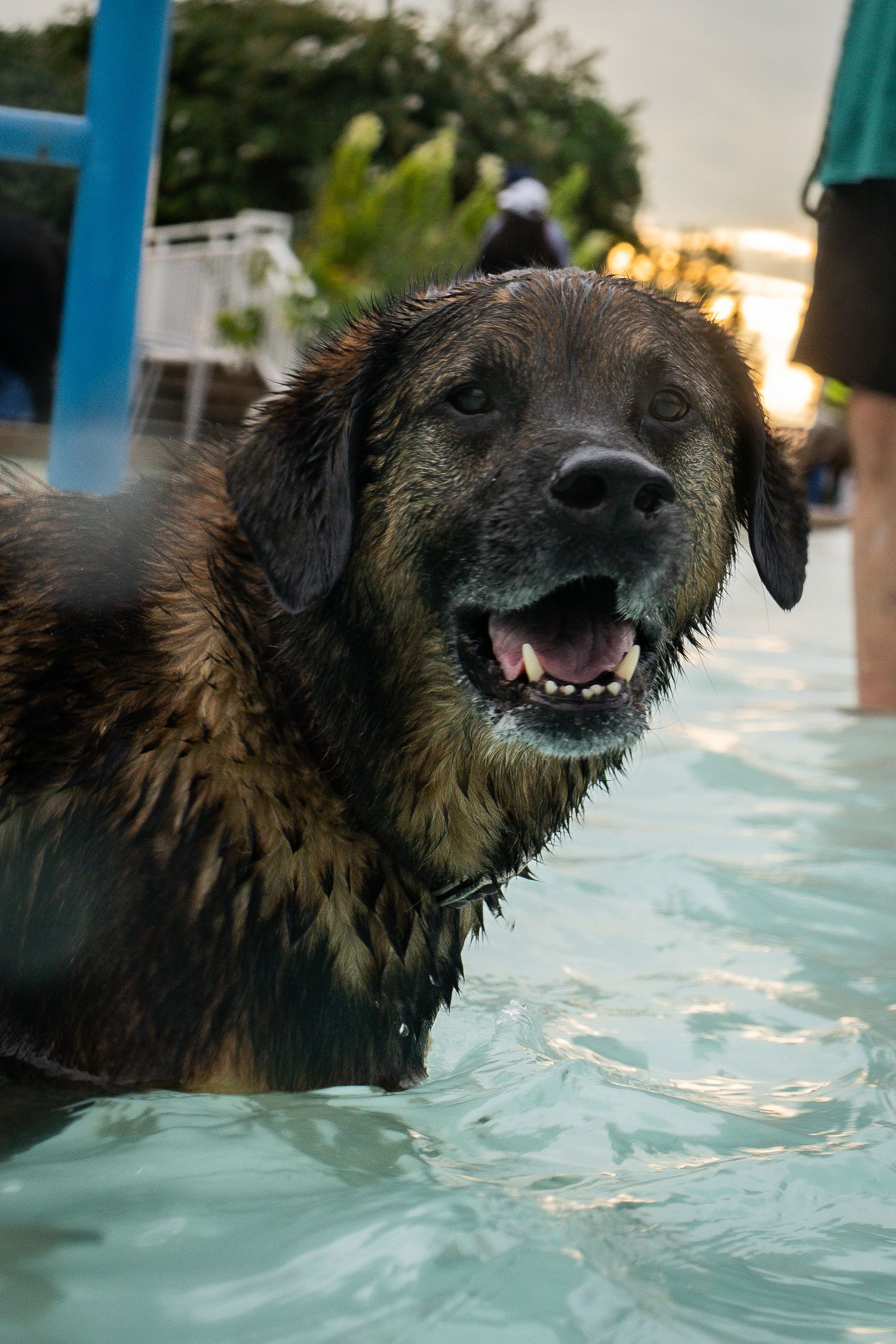 Wet dark brown dog standing in a swimming pool with mouth open, appearing happy and playful outdoors.