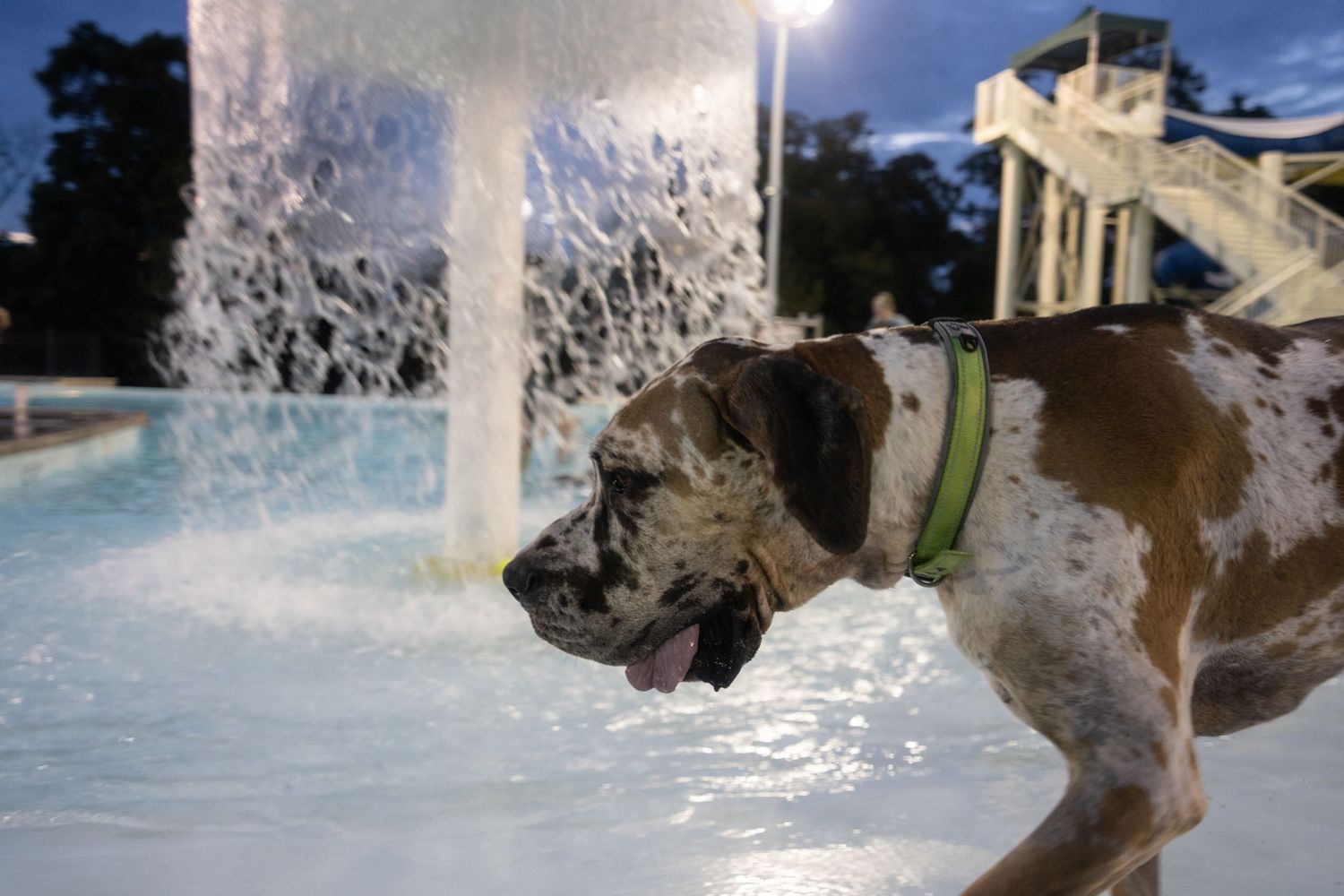 A large spotted dog with a green collar stands by a splashing fountain in a pool at dusk.