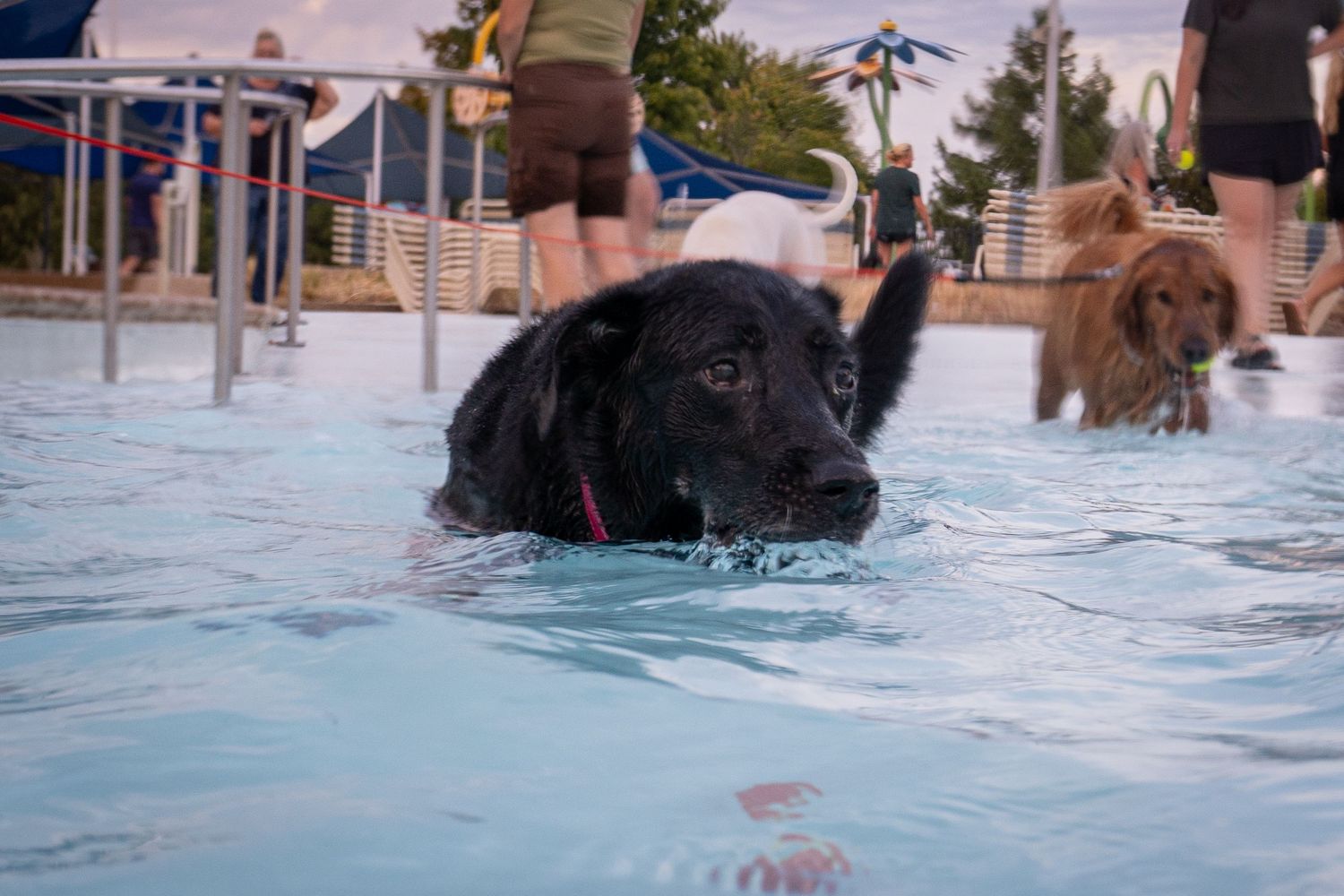 Black Labrador swimming in a pool with a golden retriever in the background during a dog swim event.