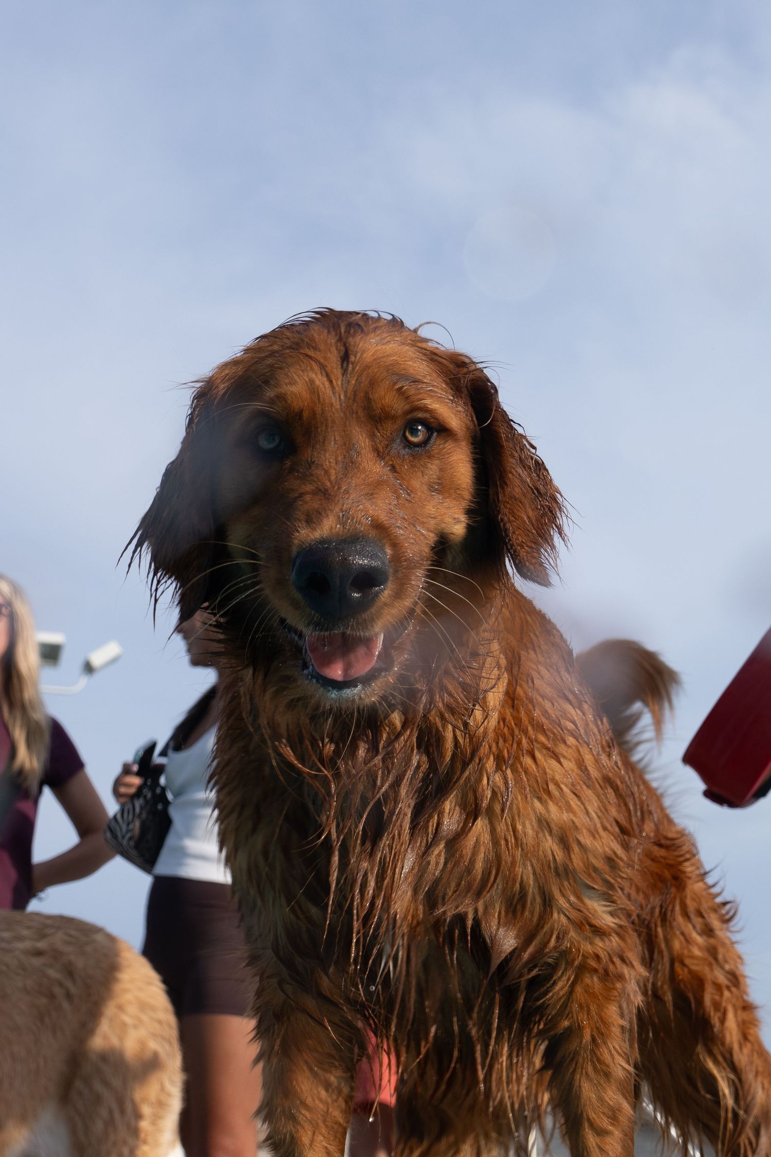 Wet golden retriever dog smiling outdoors with people in background against blue sky.