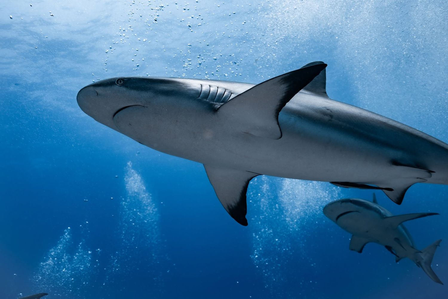 Two sharks swimming underwater in clear blue ocean water, viewed from below with sunlight filtering through the surface.
