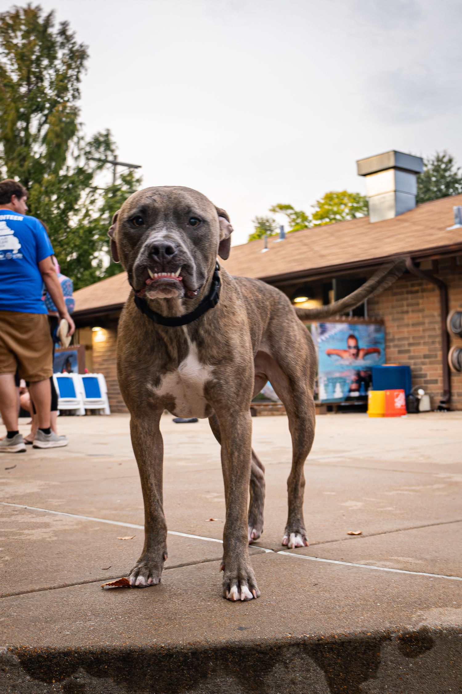 A brindle Boxer dog stands confidently on a concrete surface outdoors near a brick building.