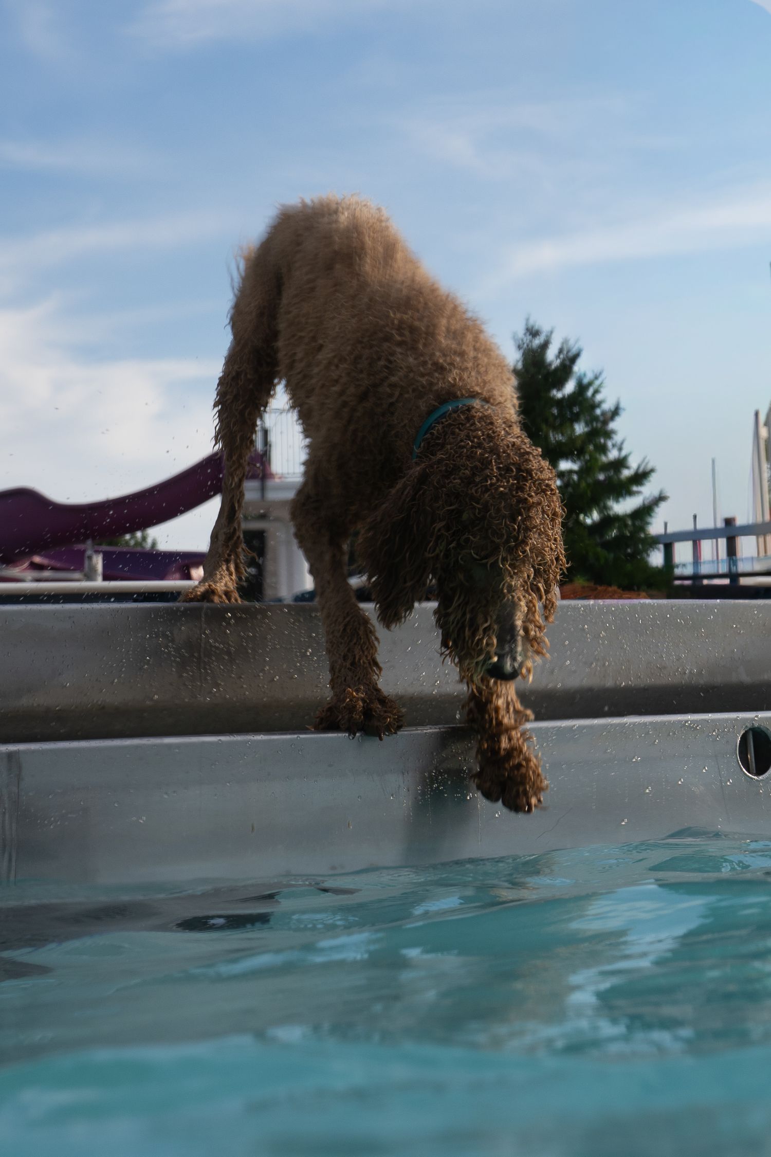 Wet brown poodle dog leaning over the edge of a swimming pool outdoors on a cloudy day.