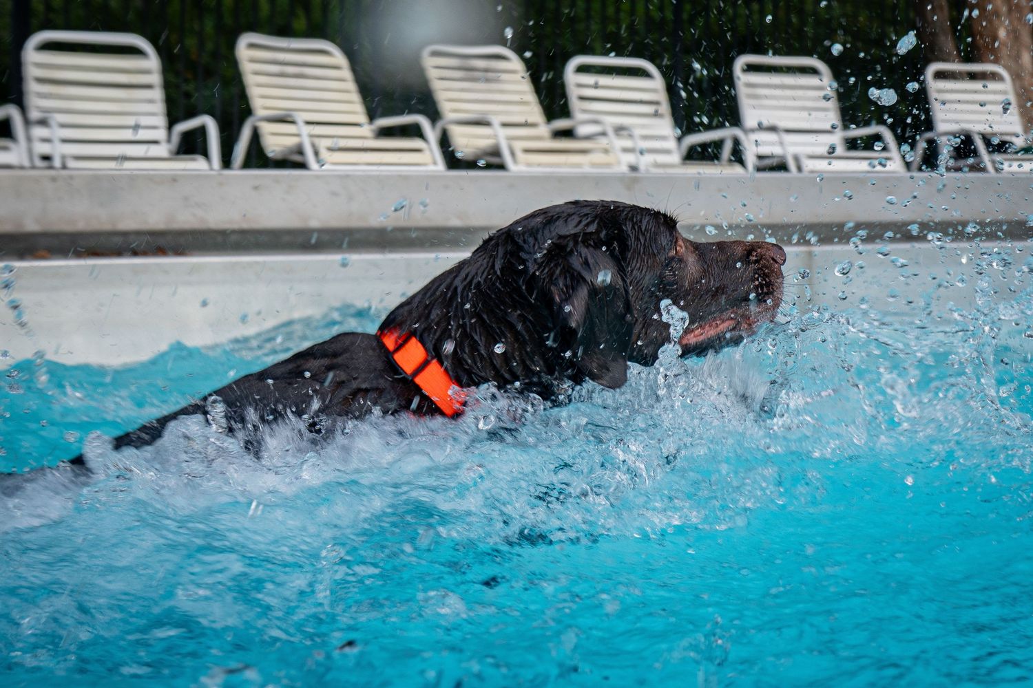 Black Labrador dog swimming energetically in a blue pool, wearing an orange collar, with water splashing around.