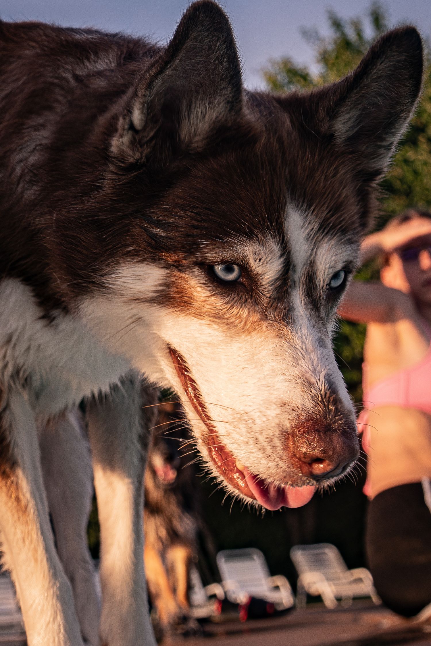 Close-up of a blue-eyed Siberian Husky with tongue out, bathed in warm golden sunset light outdoors.