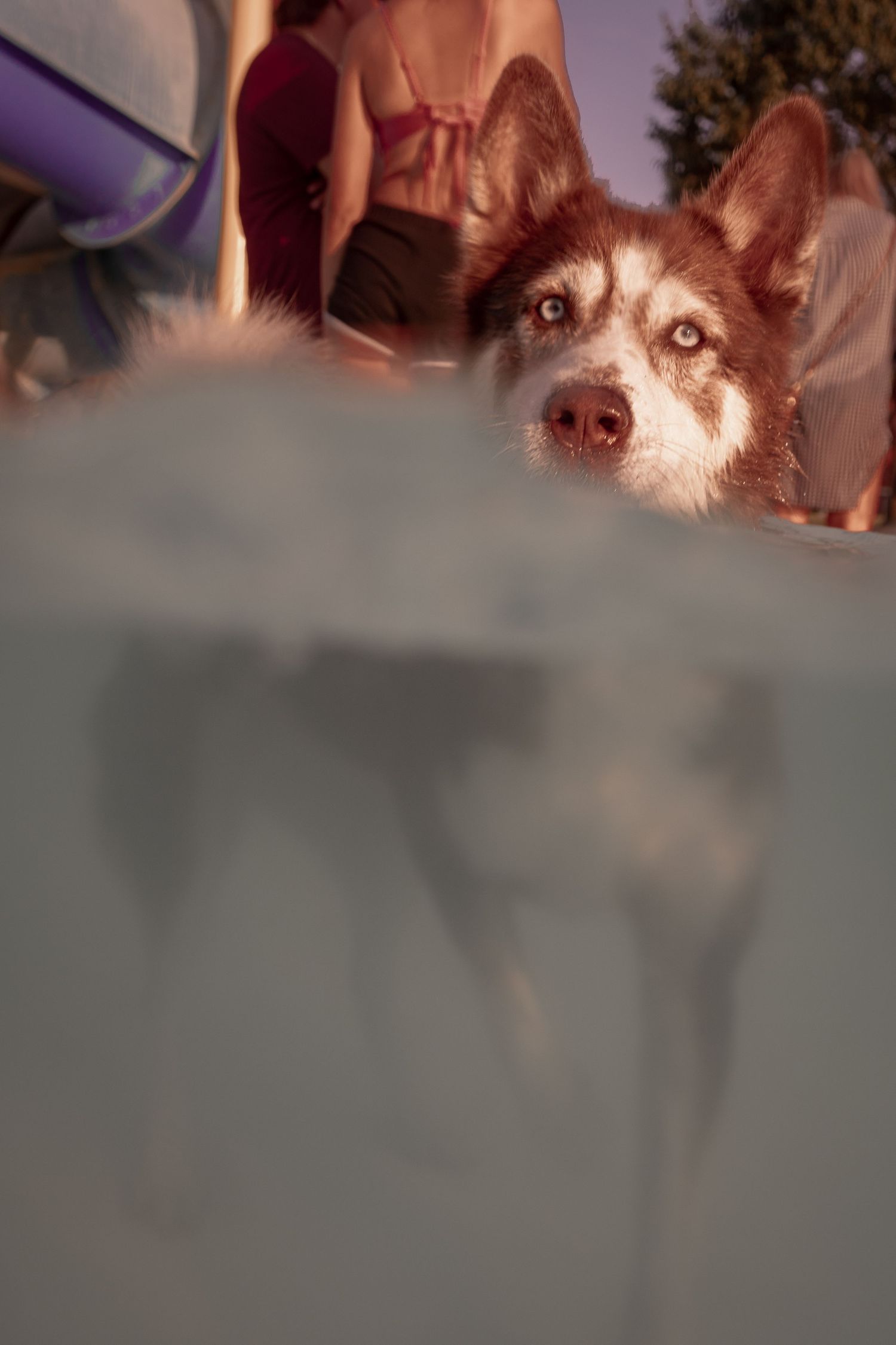 A brown and white Husky dog peers over the edge of a pool, with people visible in the background.