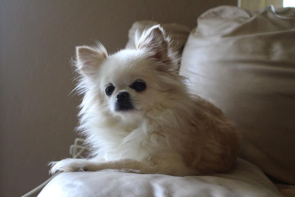 Fluffy white long-haired Chihuahua sitting on a beige cushion looking alert and calm indoors.