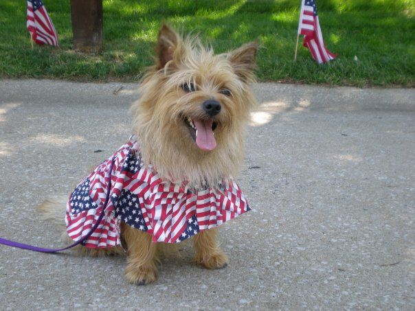 A cute Cairn Terrier dog wearing a patriotic American flag dress on a leash outdoors.