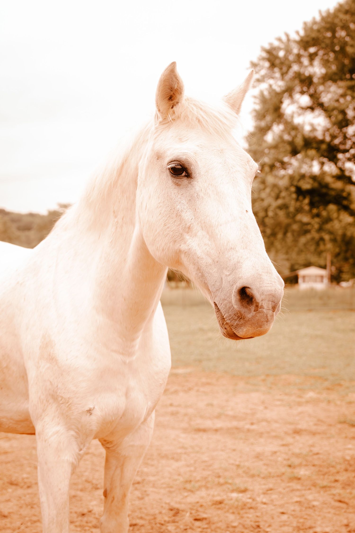 Close-up portrait of a white horse standing in a dirt paddock with trees in the background.