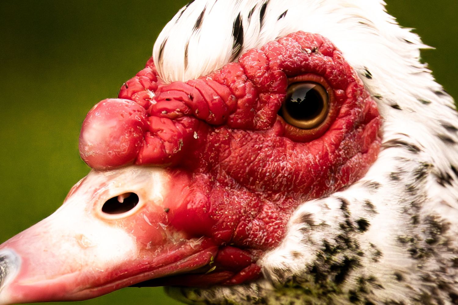 Close-up portrait of a Muscovy duck showing its distinctive red caruncles and speckled white feathers.