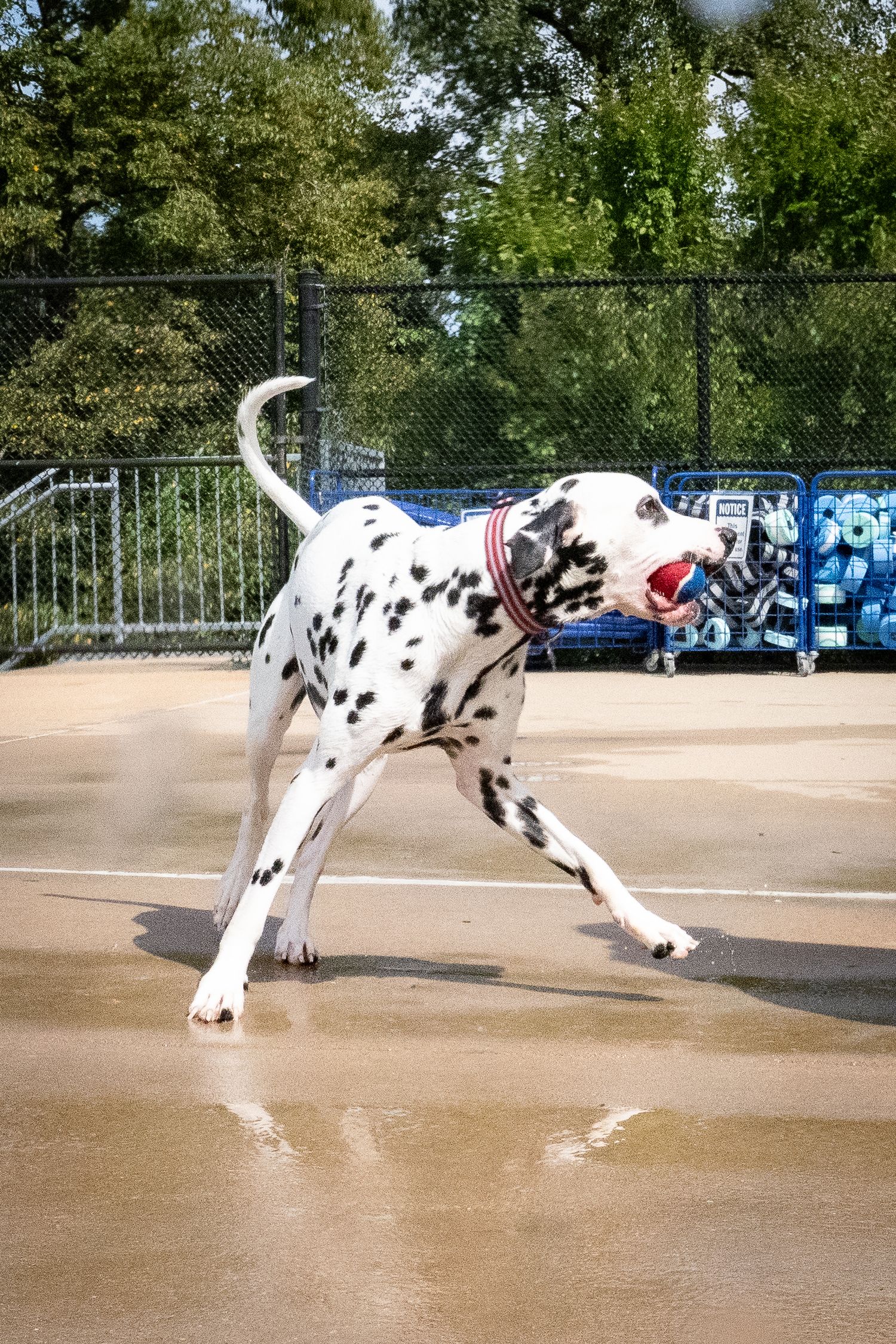 A Dalmatian runs on a wet surface at an outdoor dog park with trees in the background.