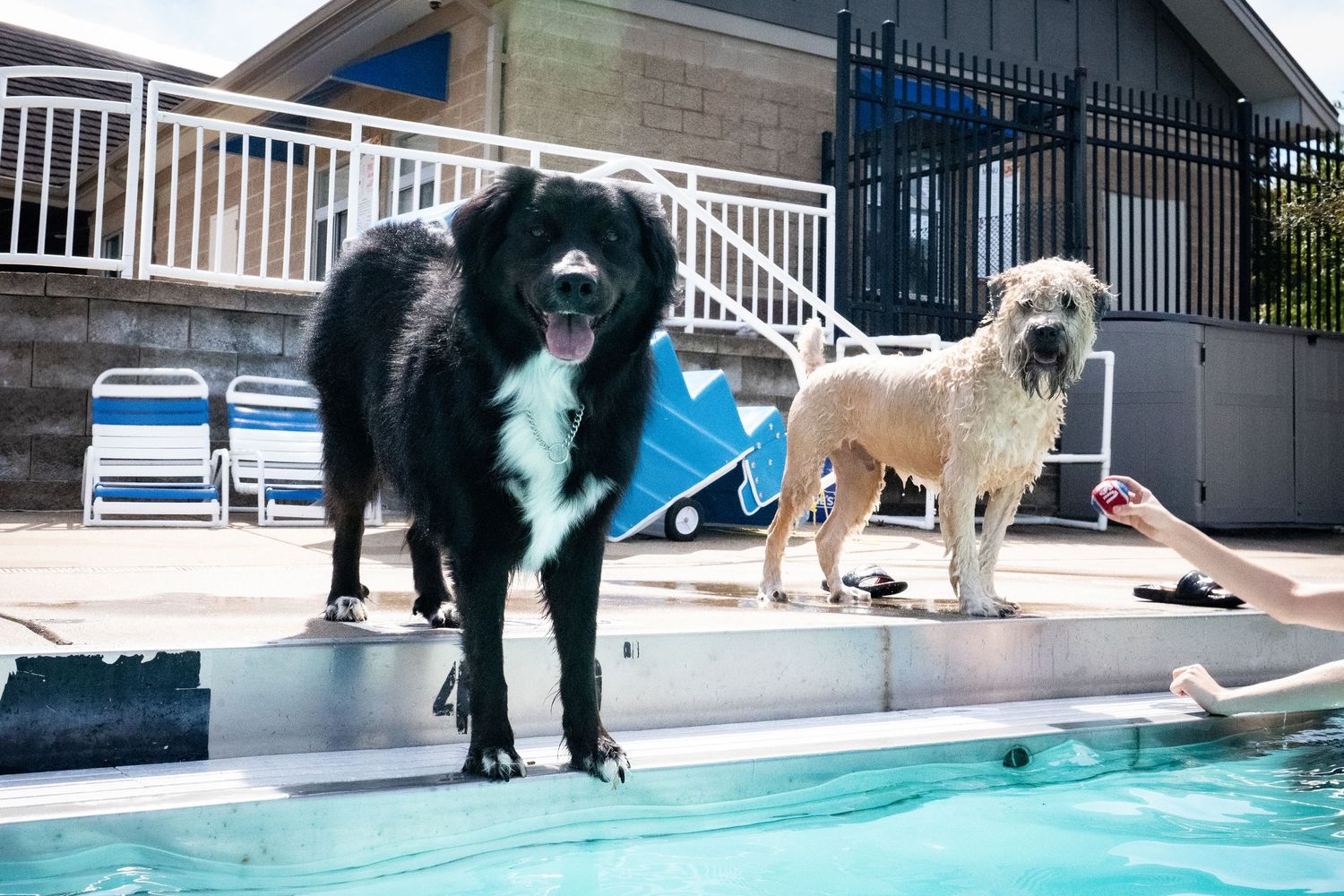 A black Border Collie and a wet Goldendoodle stand at the edge of an outdoor swimming pool.