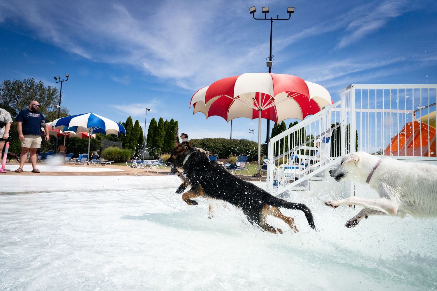 Two dogs leaping into an outdoor pool under a bright blue sky at a water park.