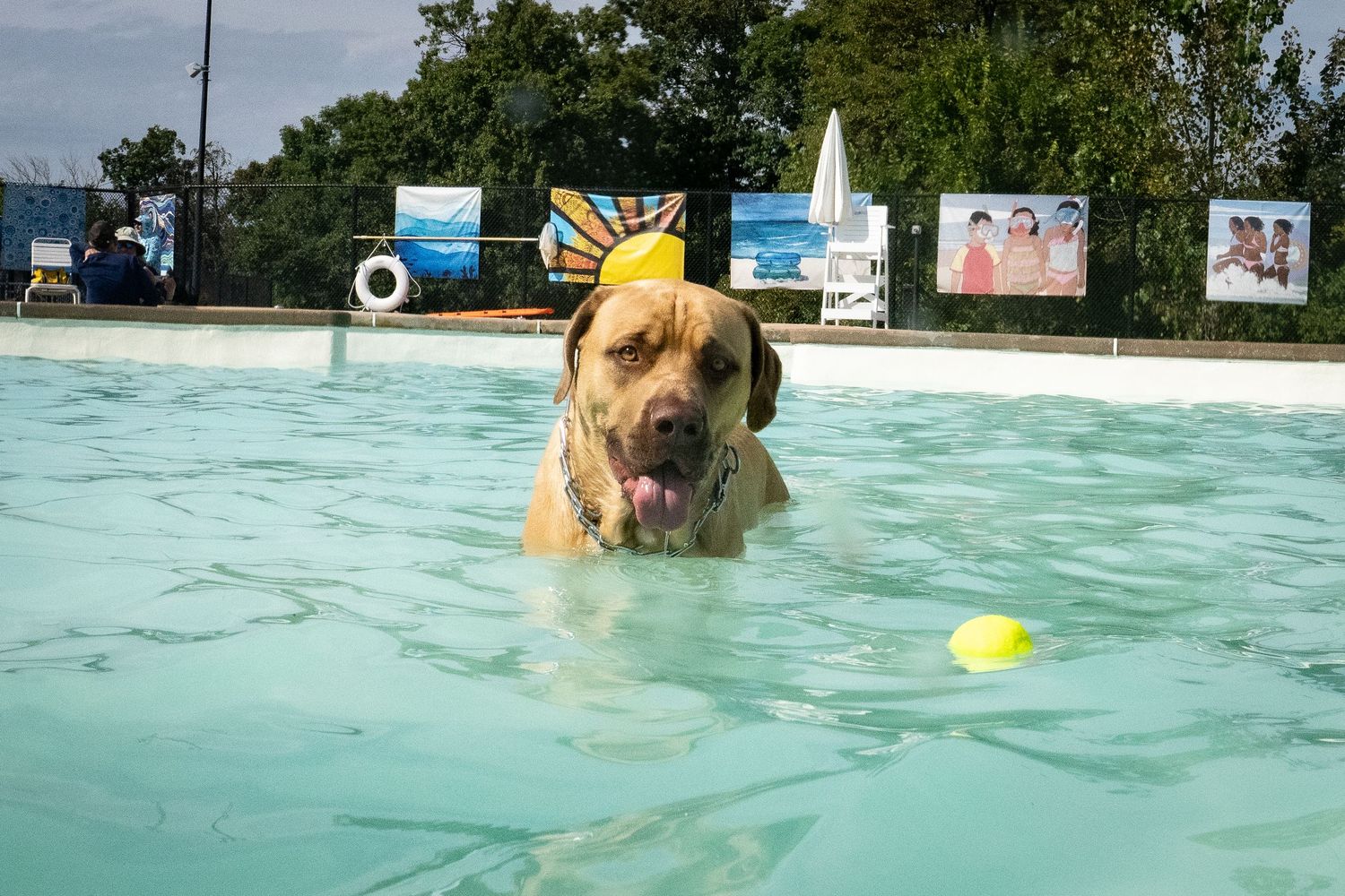 A yellow Labrador swims in a pool with a tennis ball nearby on a sunny day.