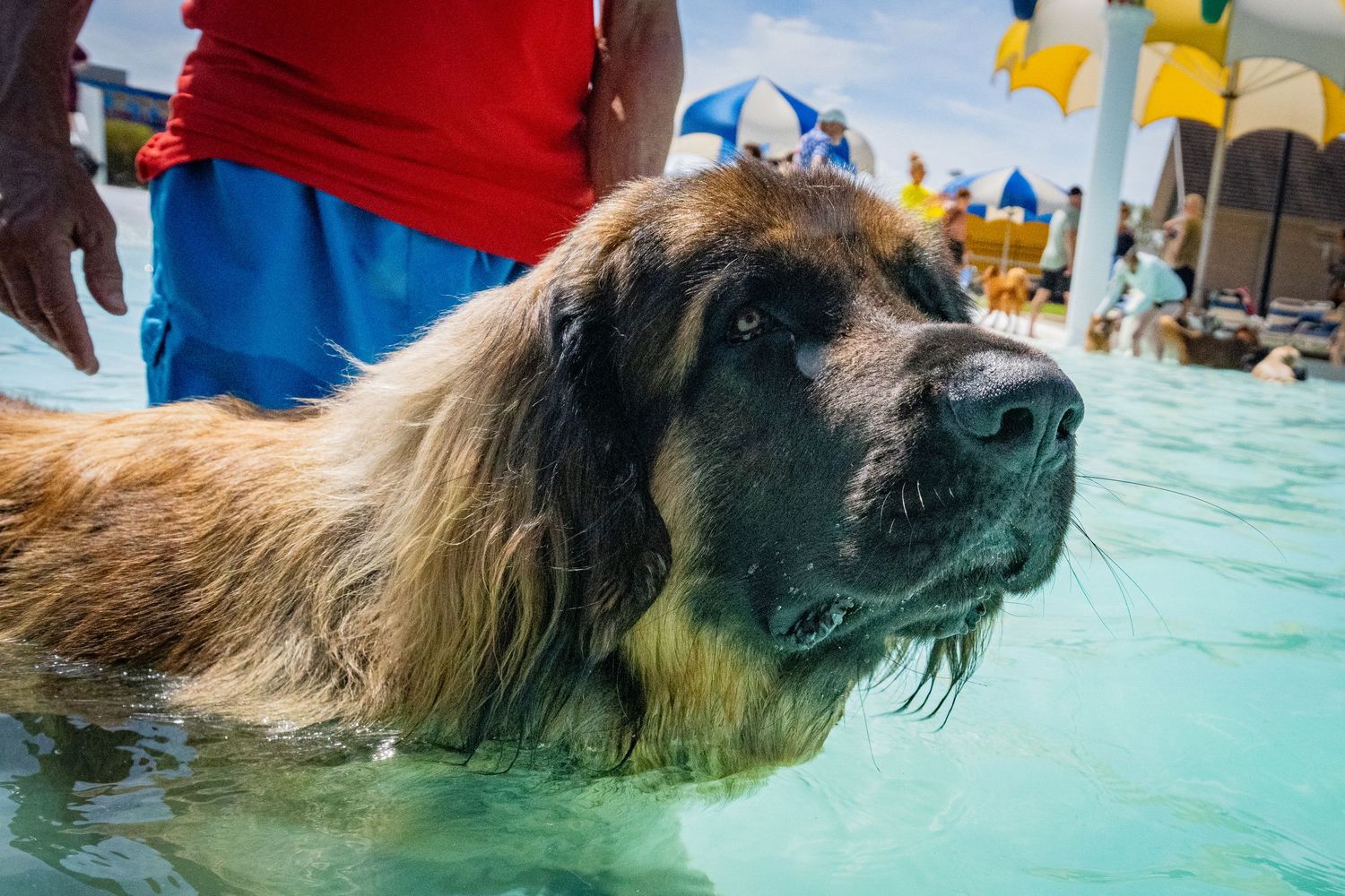 A large fluffy Leonberger dog wading in a swimming pool surrounded by people on a sunny day.