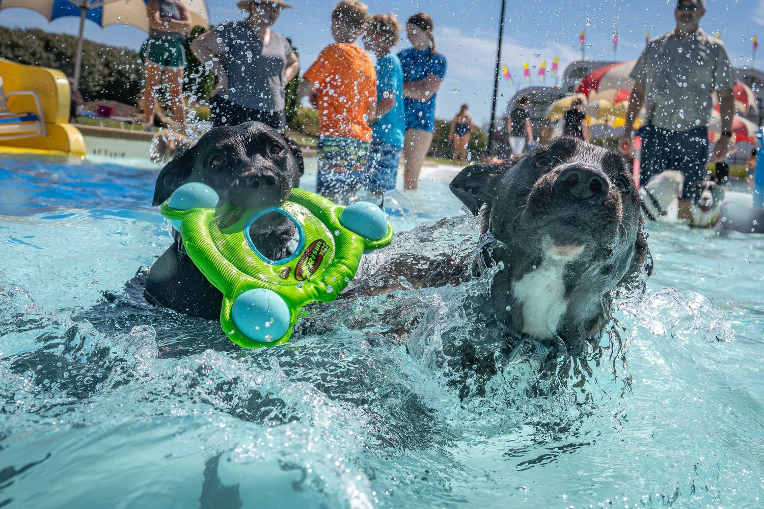 Two black Labrador dogs swim and play with a green ring toy in a sunny outdoor pool.