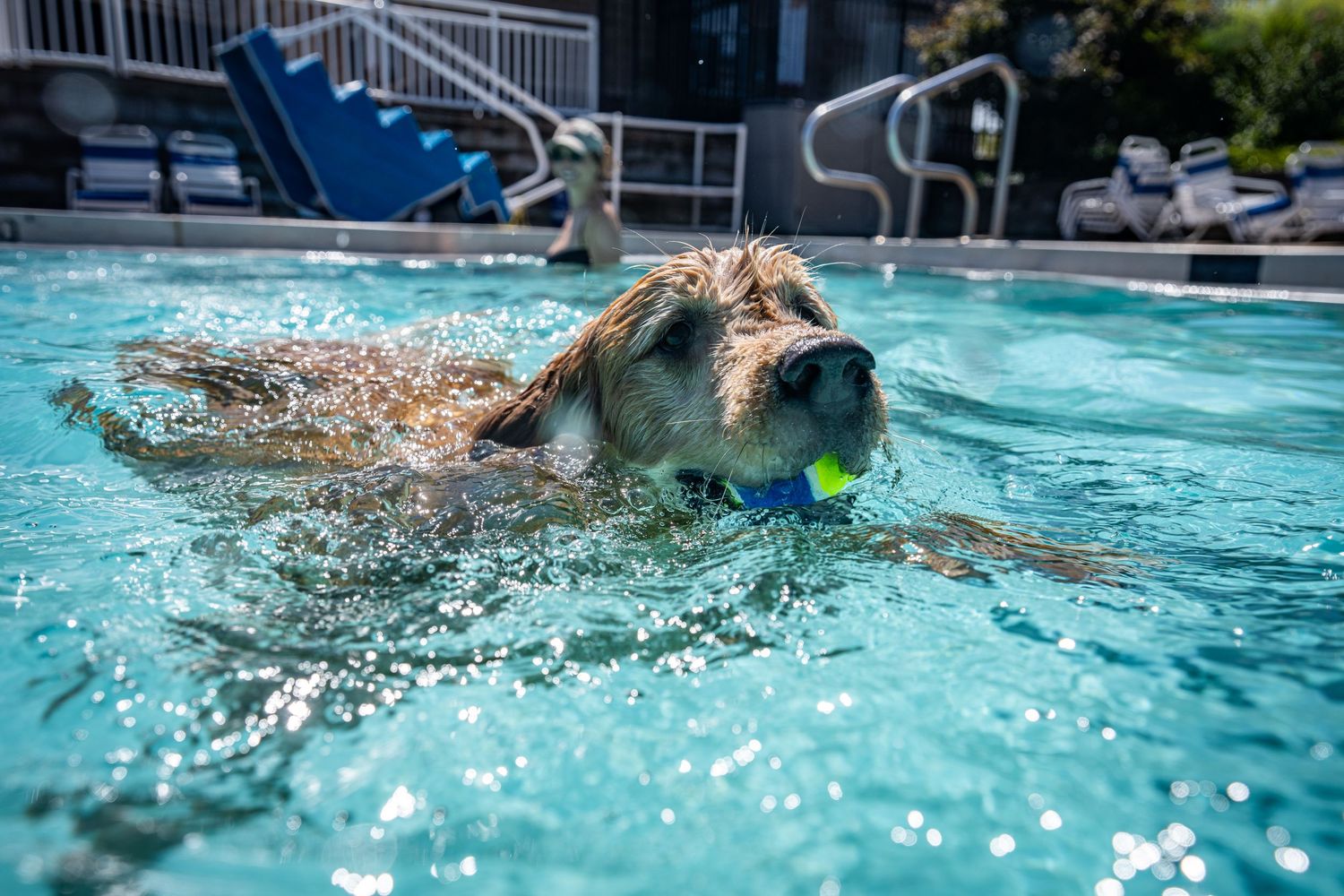 A golden retriever swimming in a pool with a tennis ball in its mouth on a sunny day.