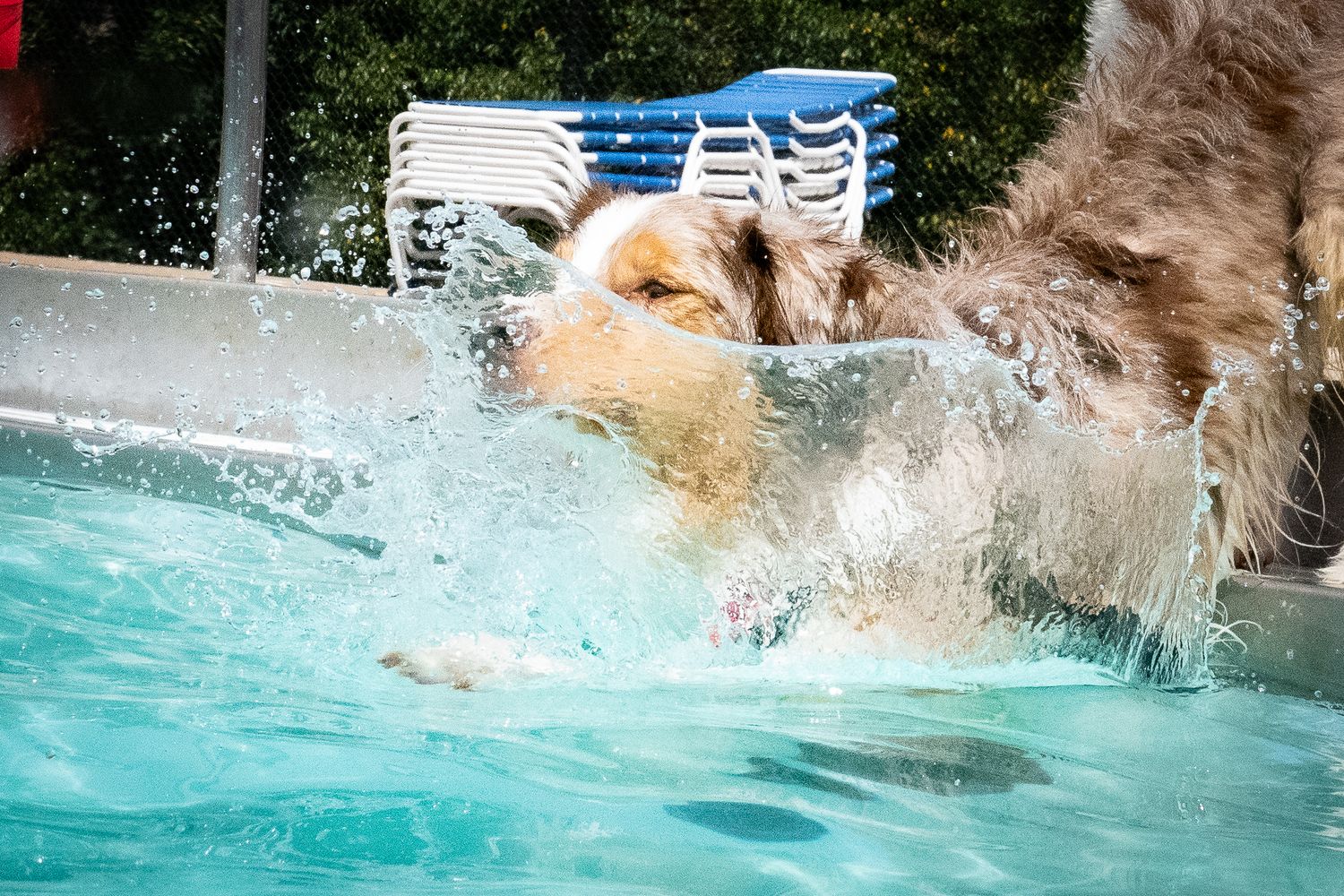 A wet golden retriever dog splashing and playing energetically in a bright blue swimming pool on a sunny day.