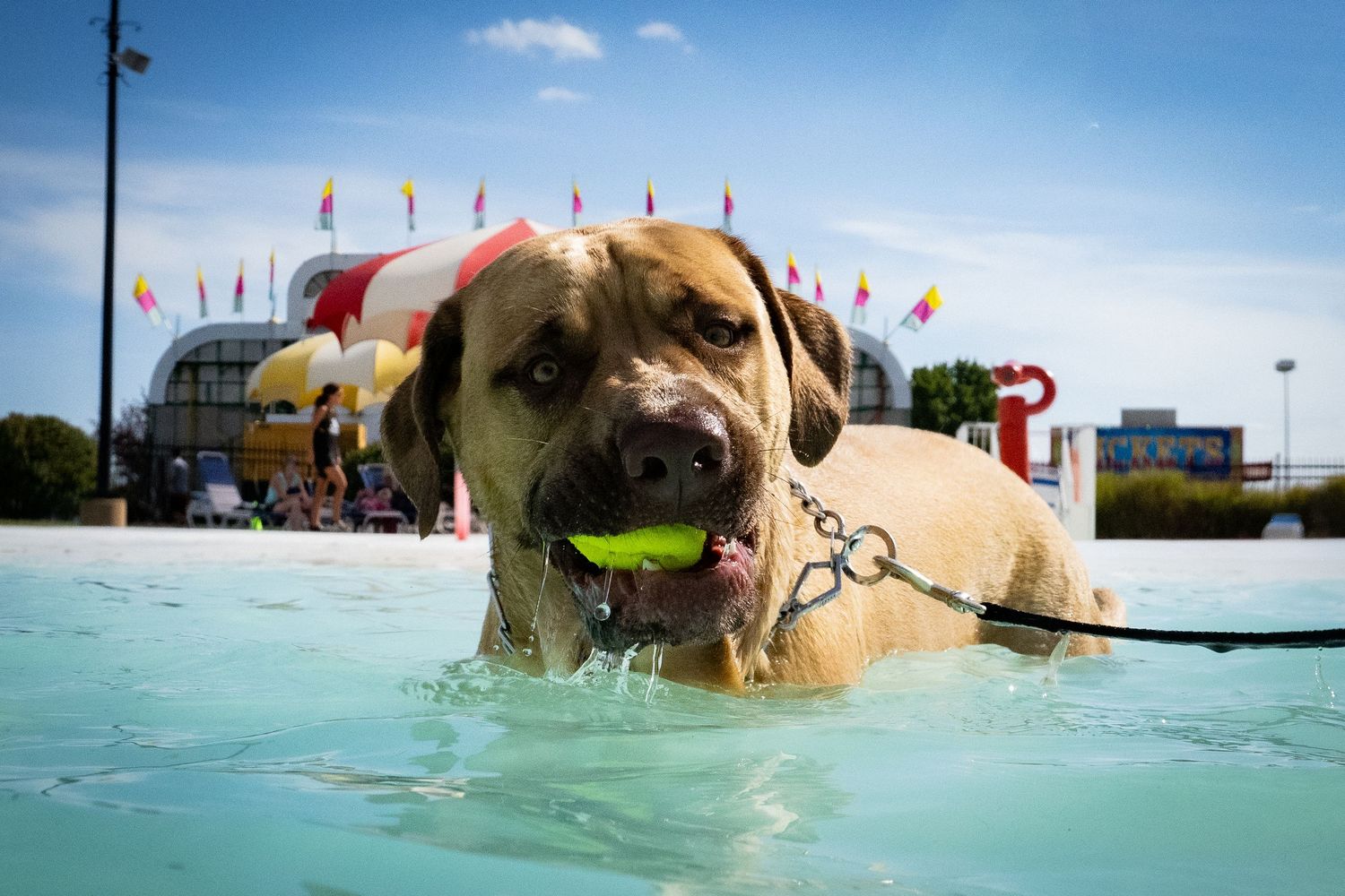 Large tan dog on a leash swimming in a pool with a green tennis ball in its mouth.