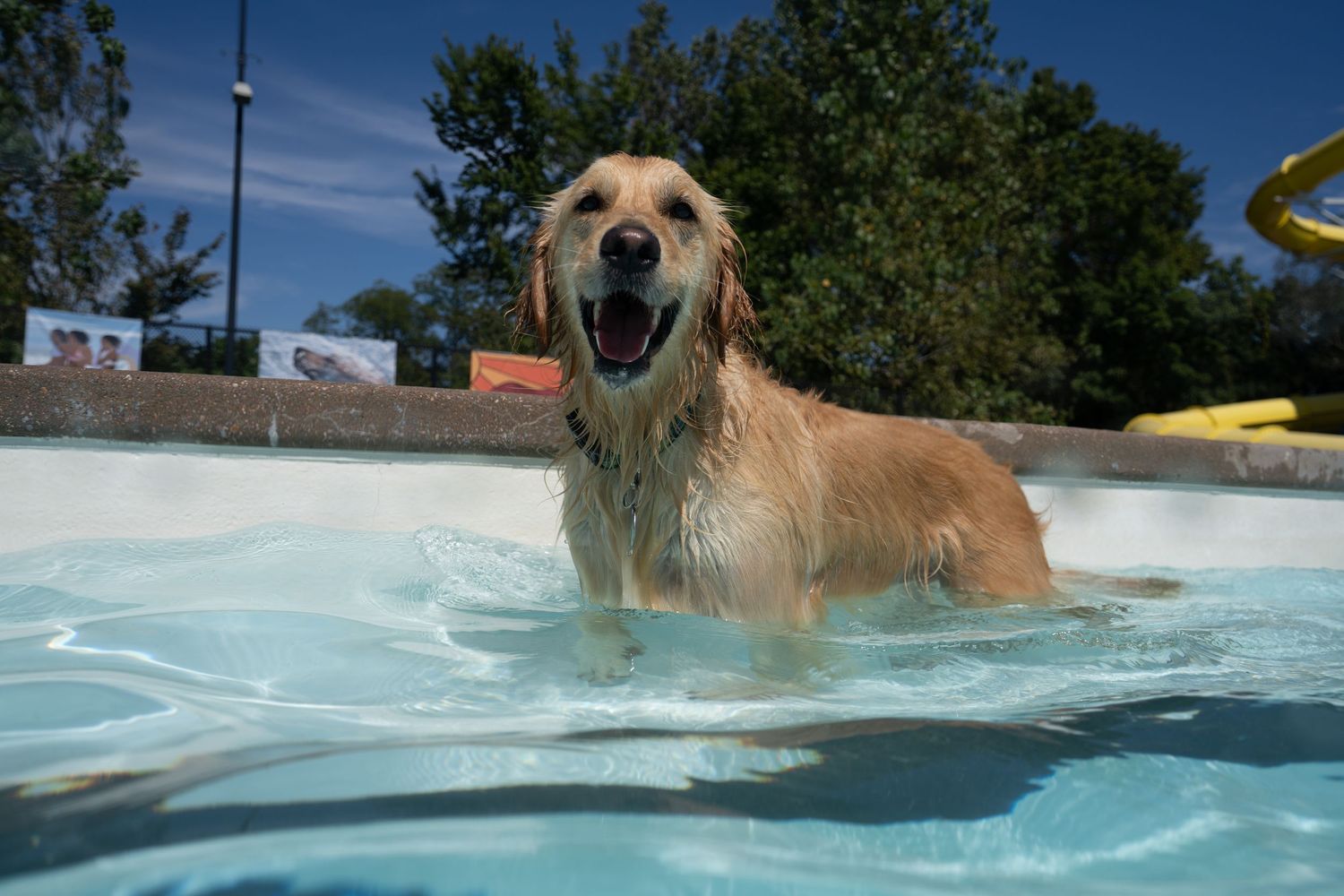 A happy golden retriever stands in a swimming pool, mouth open and tongue out on a sunny day.