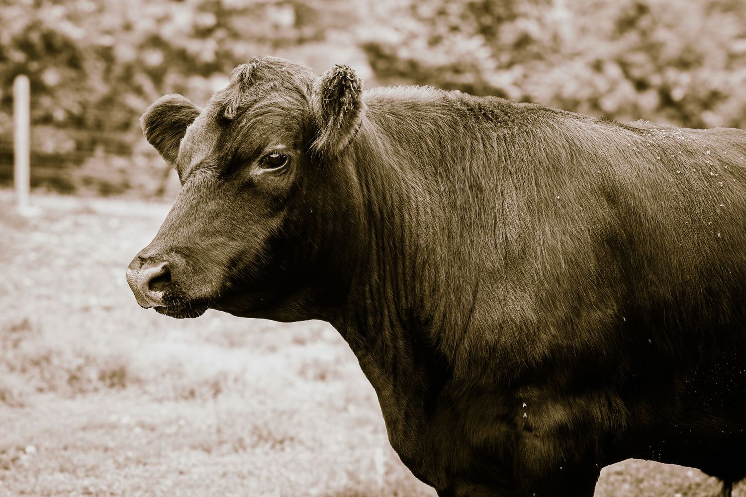 Close-up sepia portrait of a black Angus cow in a green pasture field.