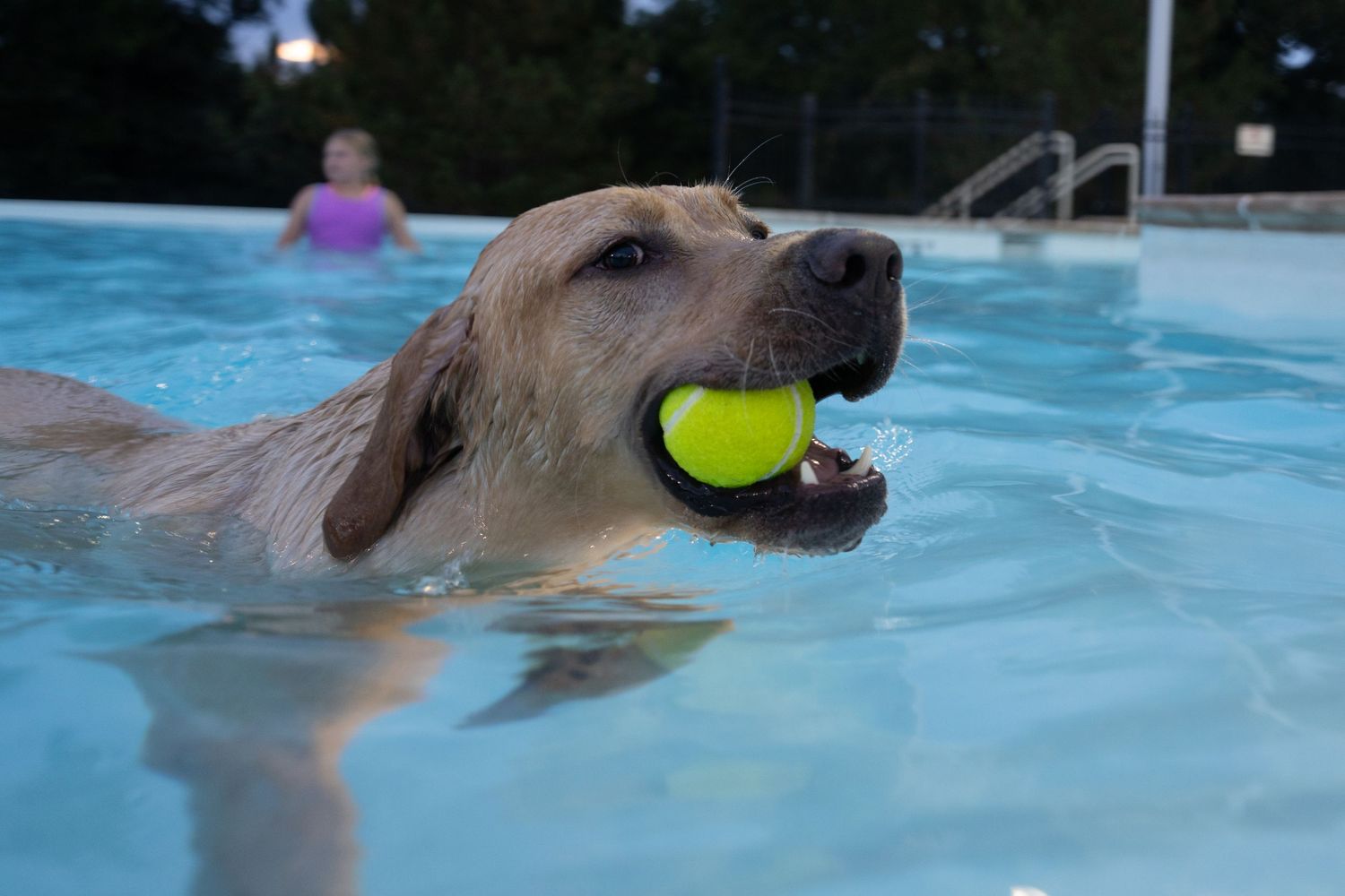 A yellow Labrador retriever swims in a pool with a tennis ball in its mouth, while a person swims in the background.