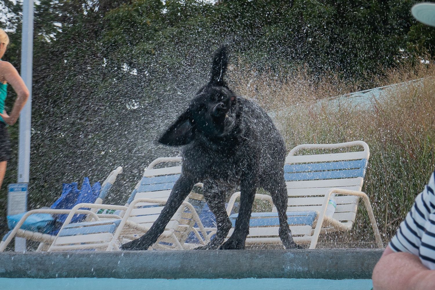 A wet black dog shaking off water by a poolside with lounge chairs in the background.