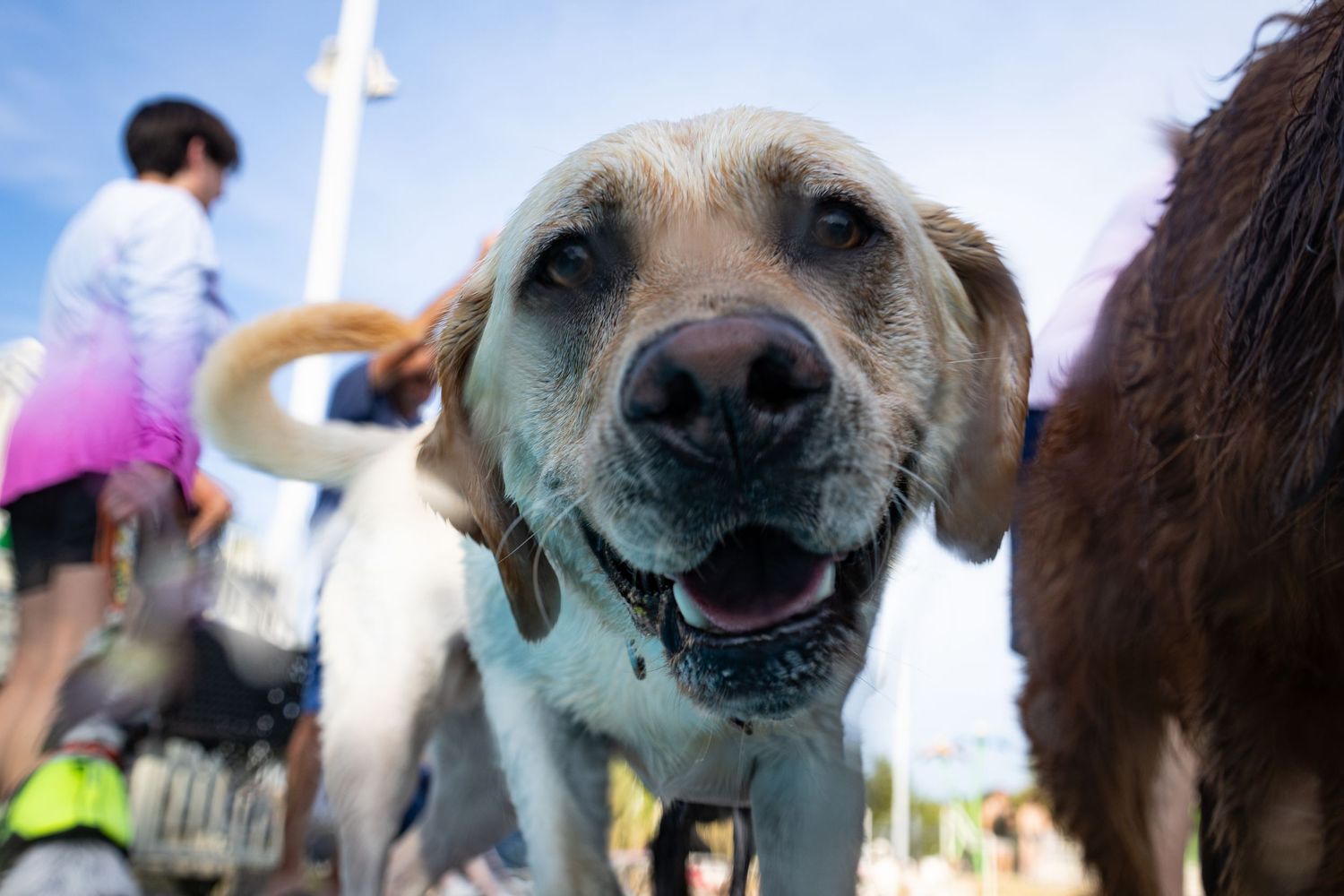 Close-up of a happy Labrador dog with tongue out at an outdoor pet event on a sunny day.